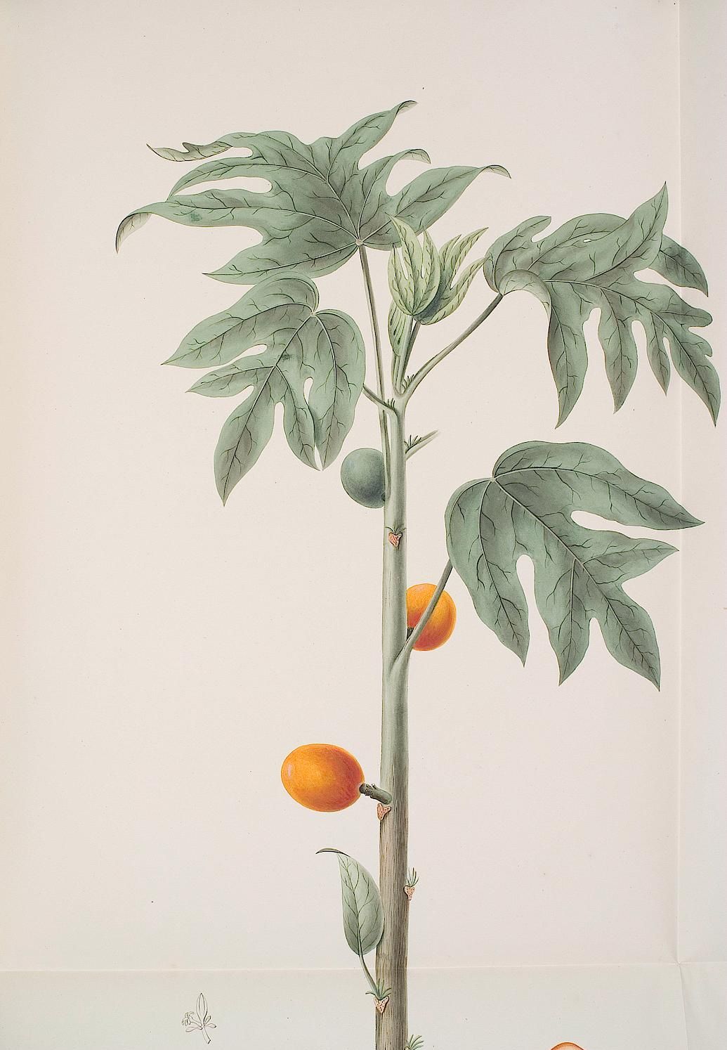 no full size  illustration available (3a)