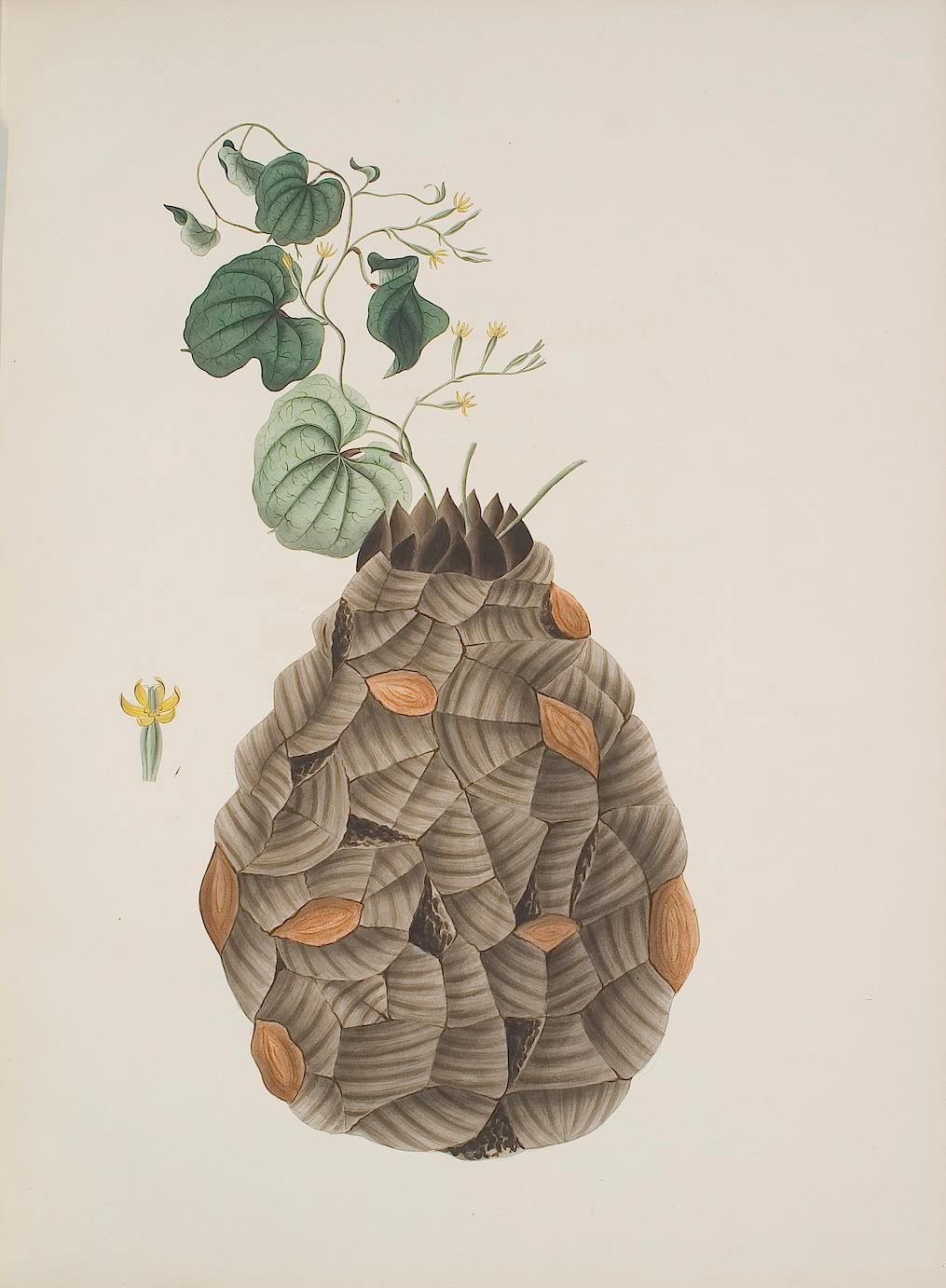 no full size  illustration available (3a)