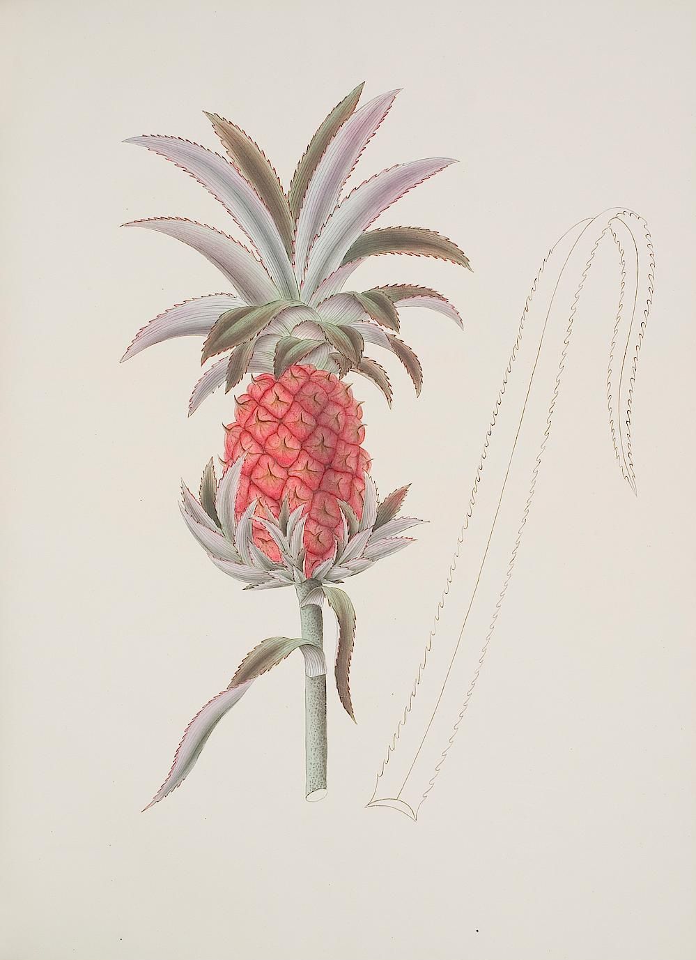 no full size  illustration available (3a)