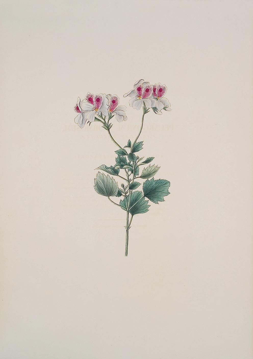 no full size  illustration available (3a)