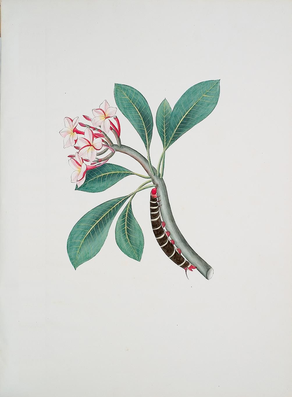 no full size  illustration available (3a)