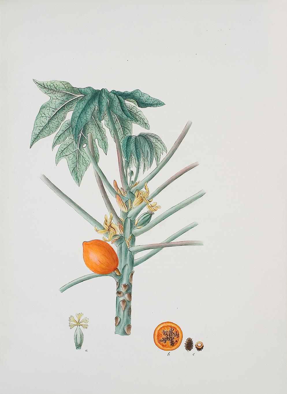 no full size  illustration available (3a)