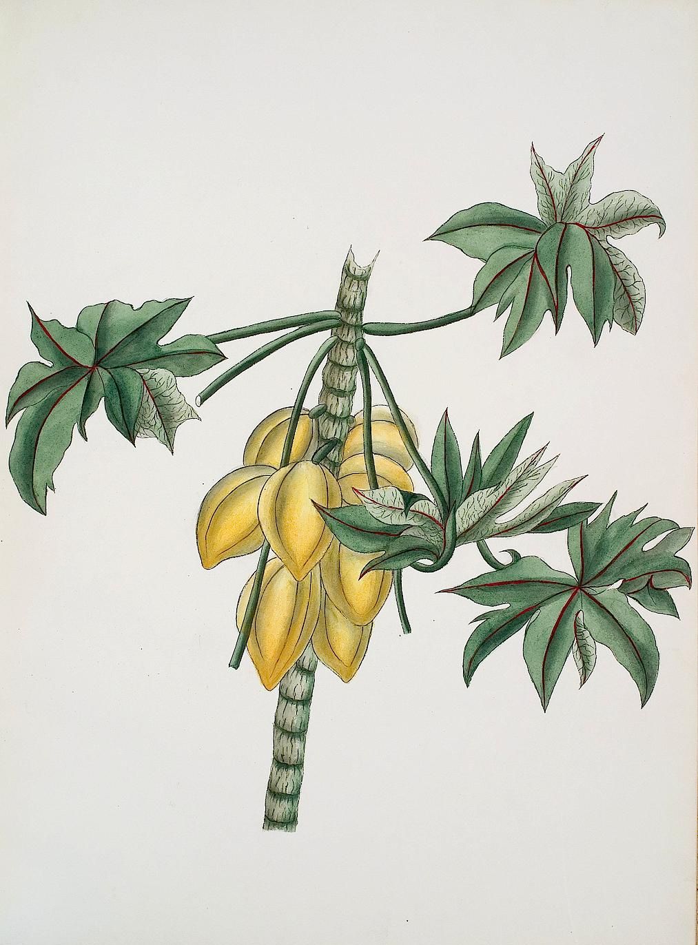 no full size  illustration available (3a)