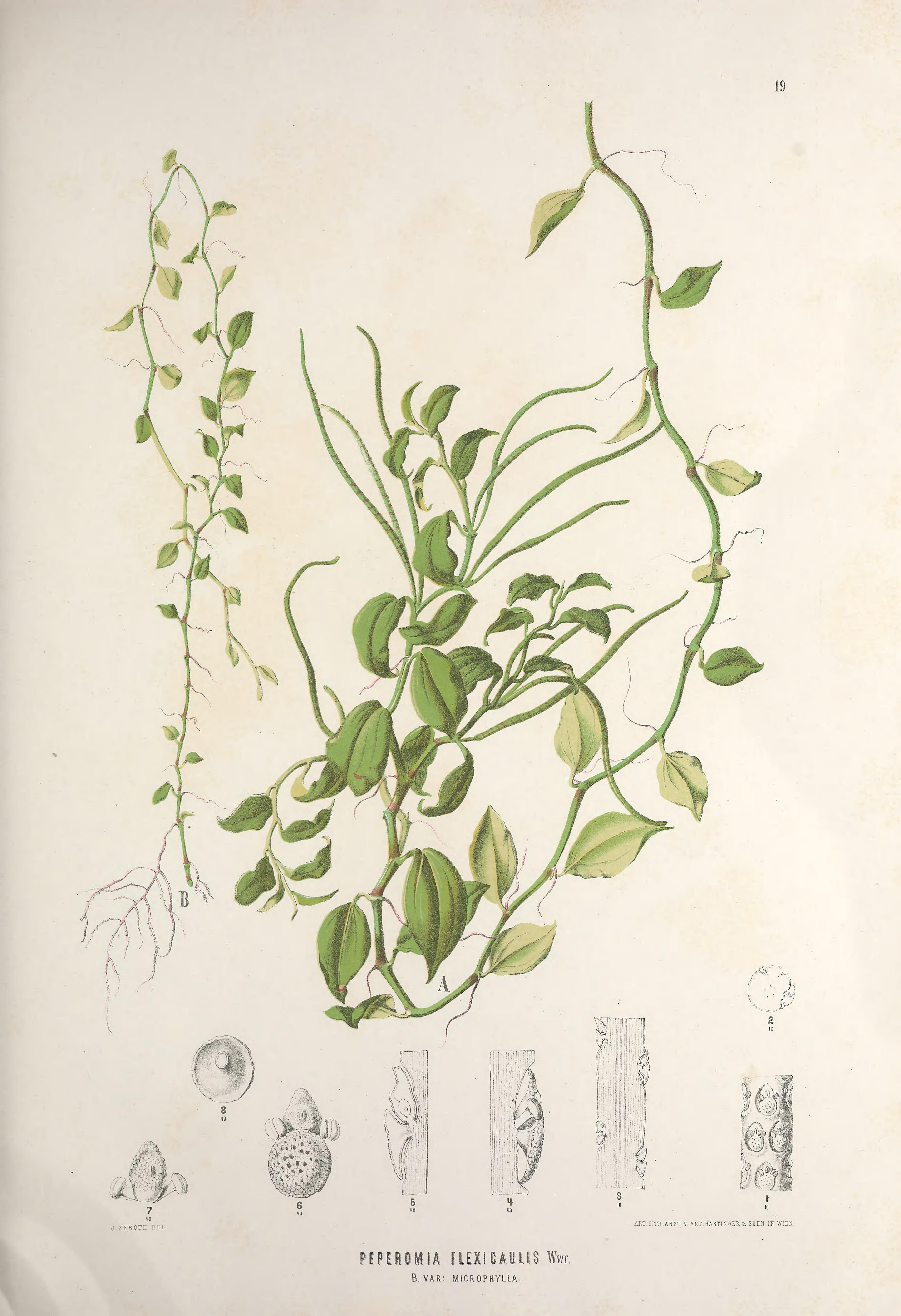 no full size  illustration available (3a)