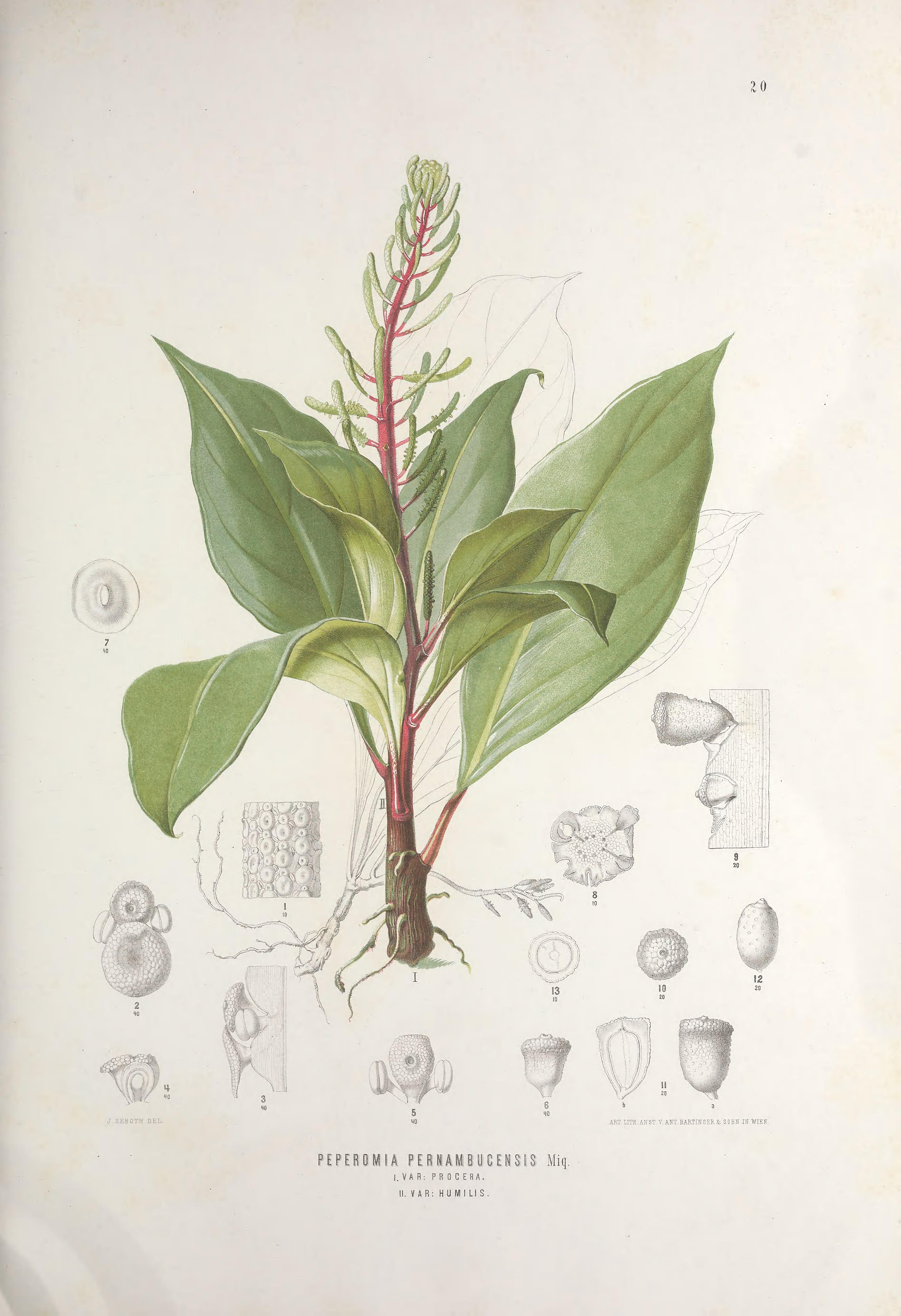 no full size  illustration available (3a)