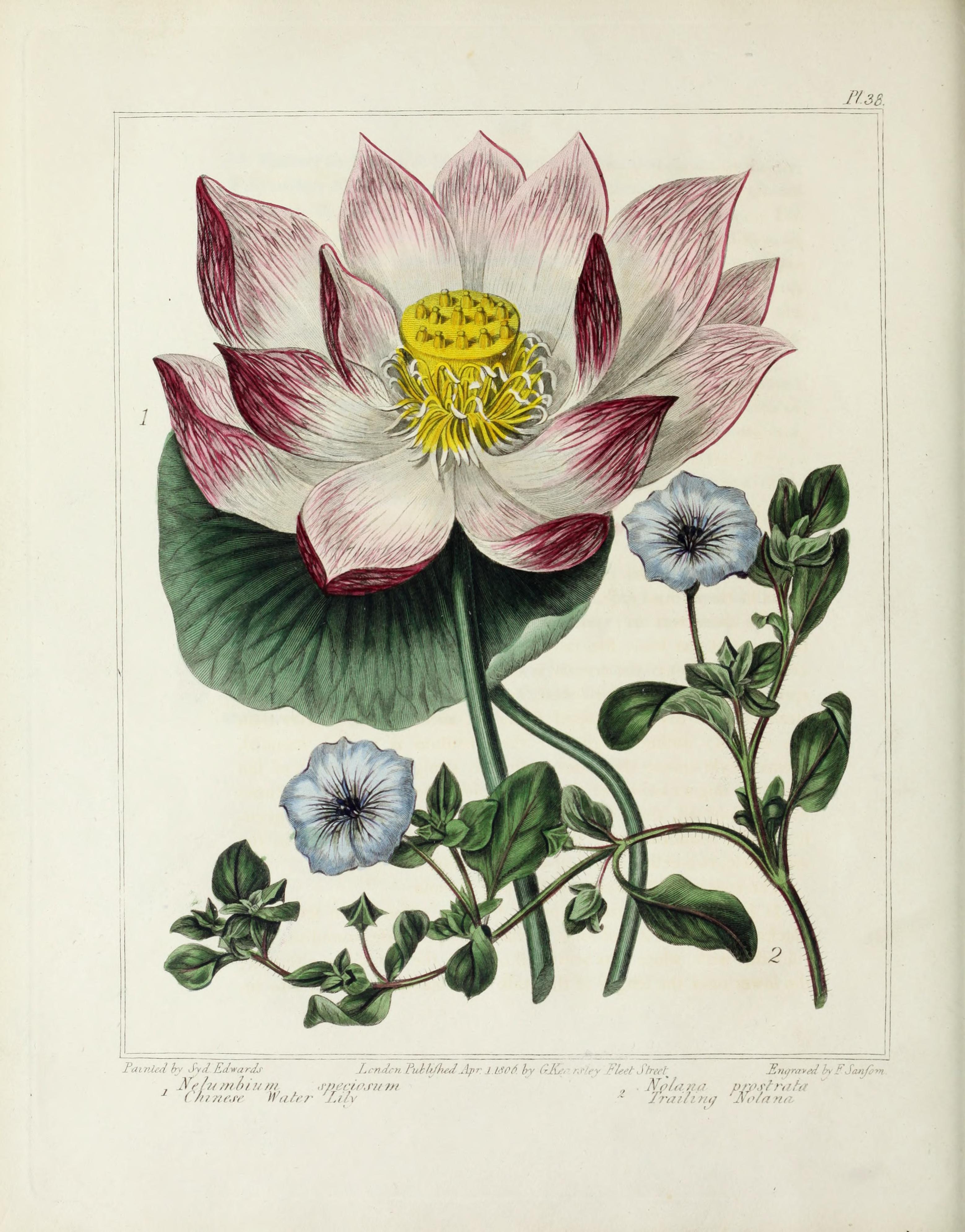 no full size  illustration available (3a)