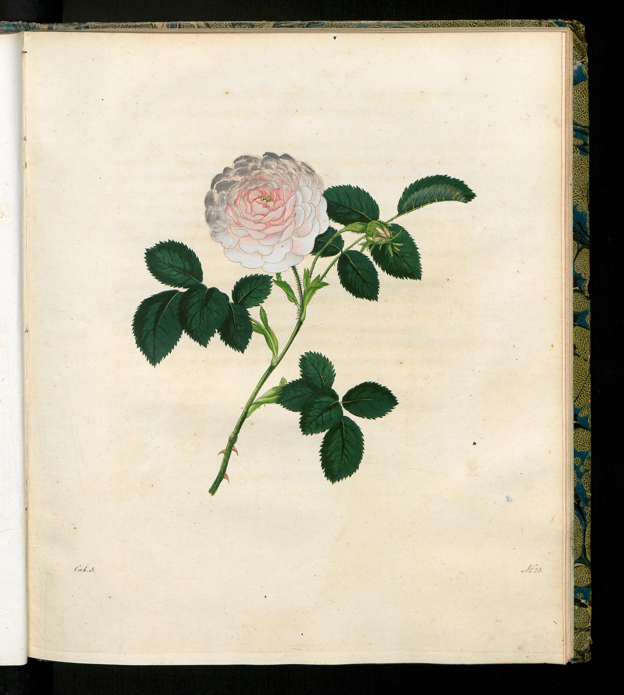 no full size  illustration available (3a)