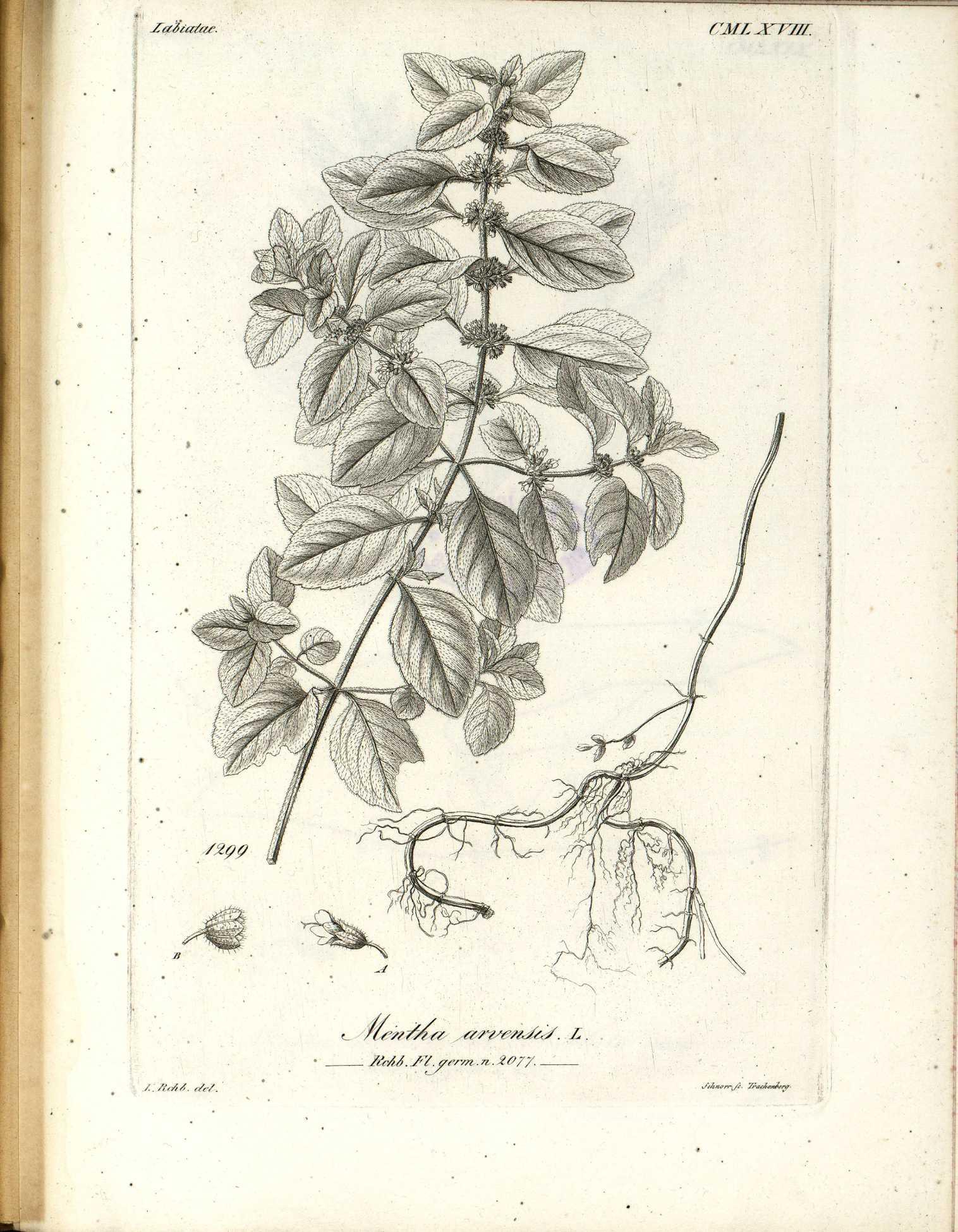 no full size  illustration available (3a)