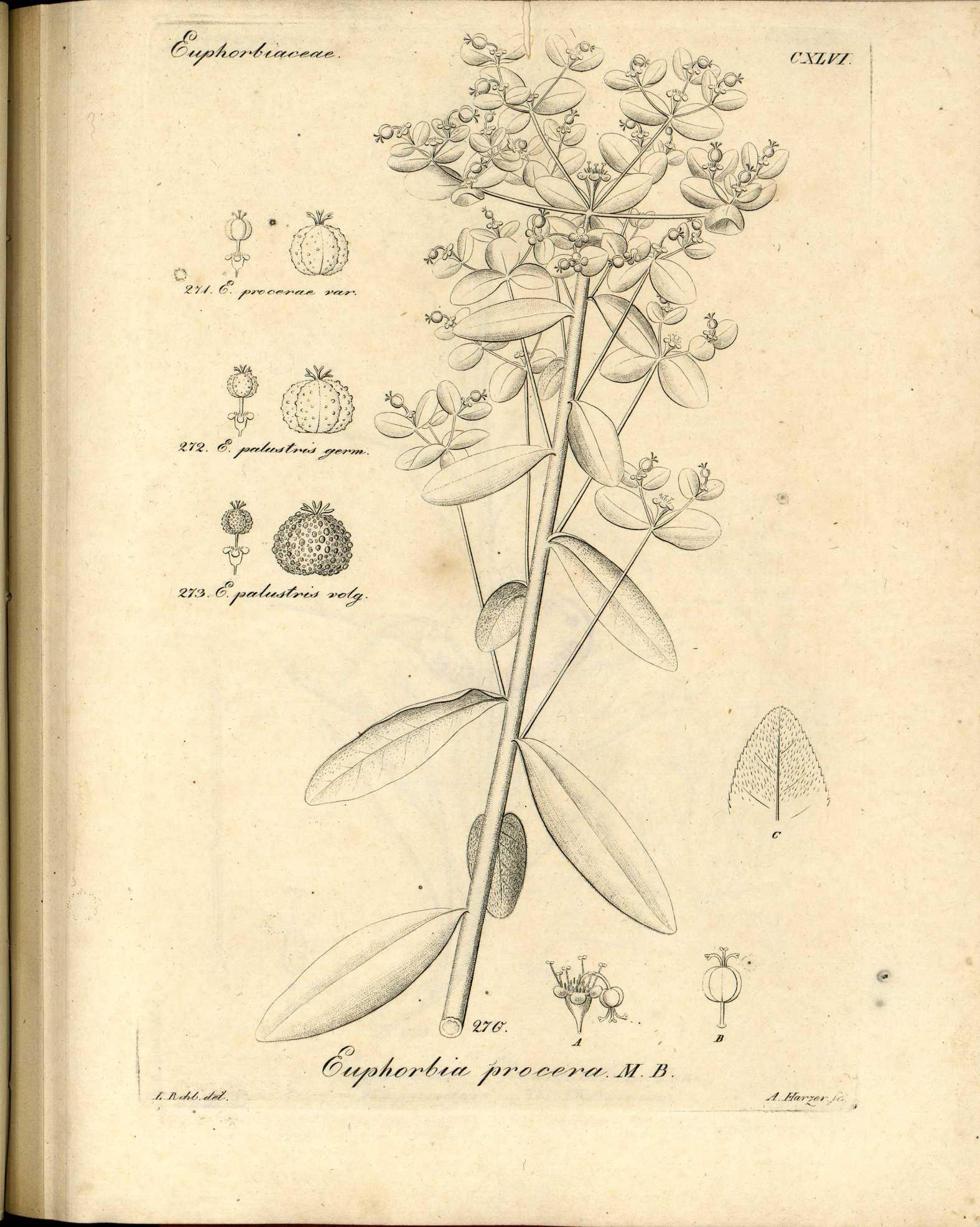 no full size  illustration available (3a)