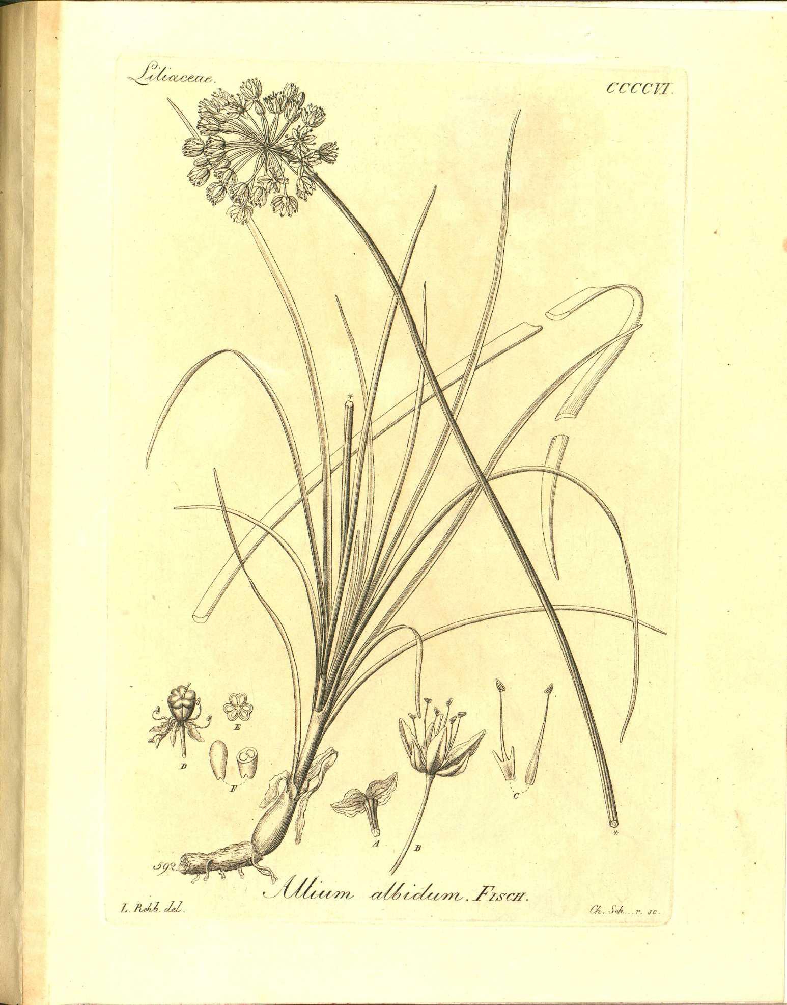 no full size  illustration available (3a)