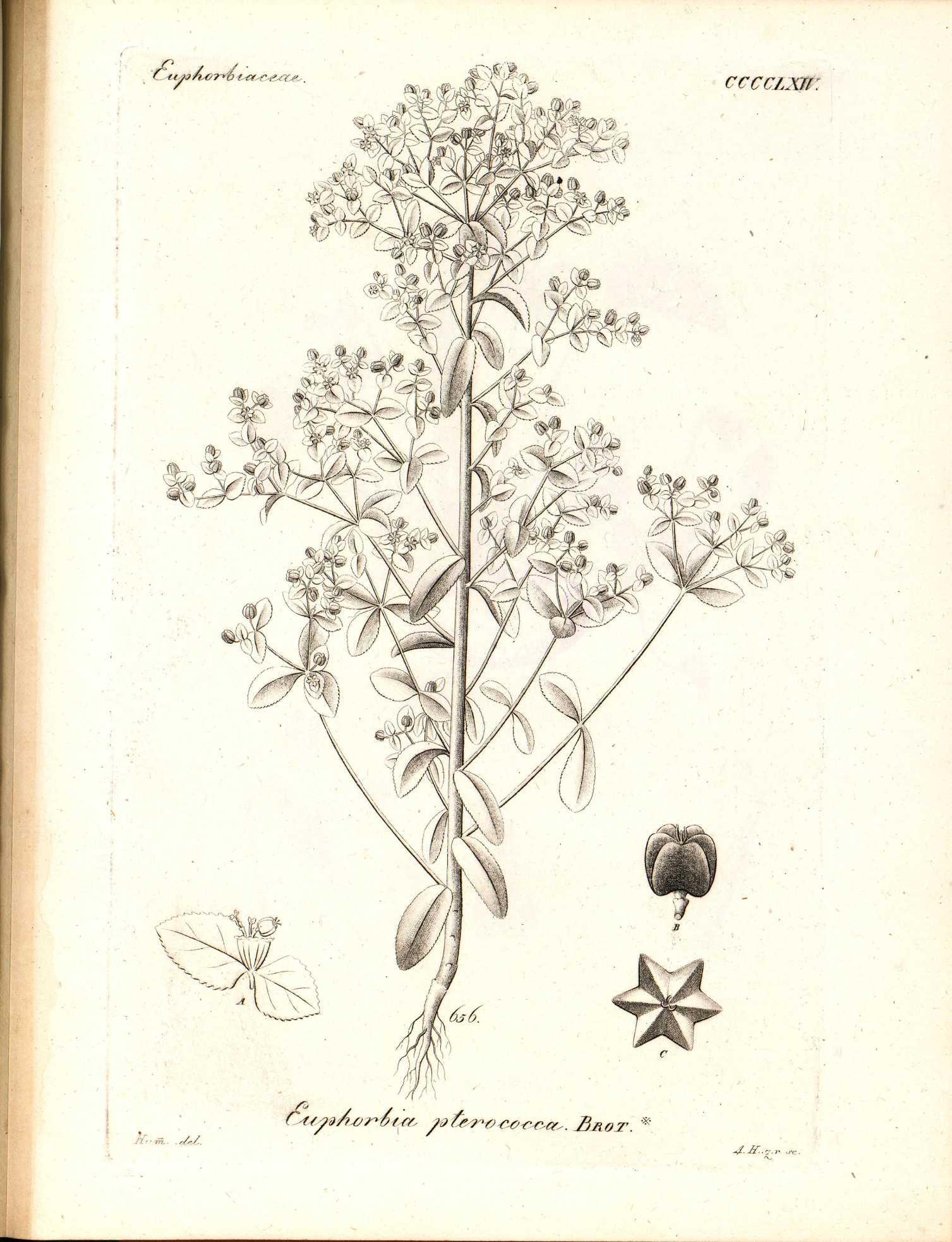 no full size  illustration available (3a)