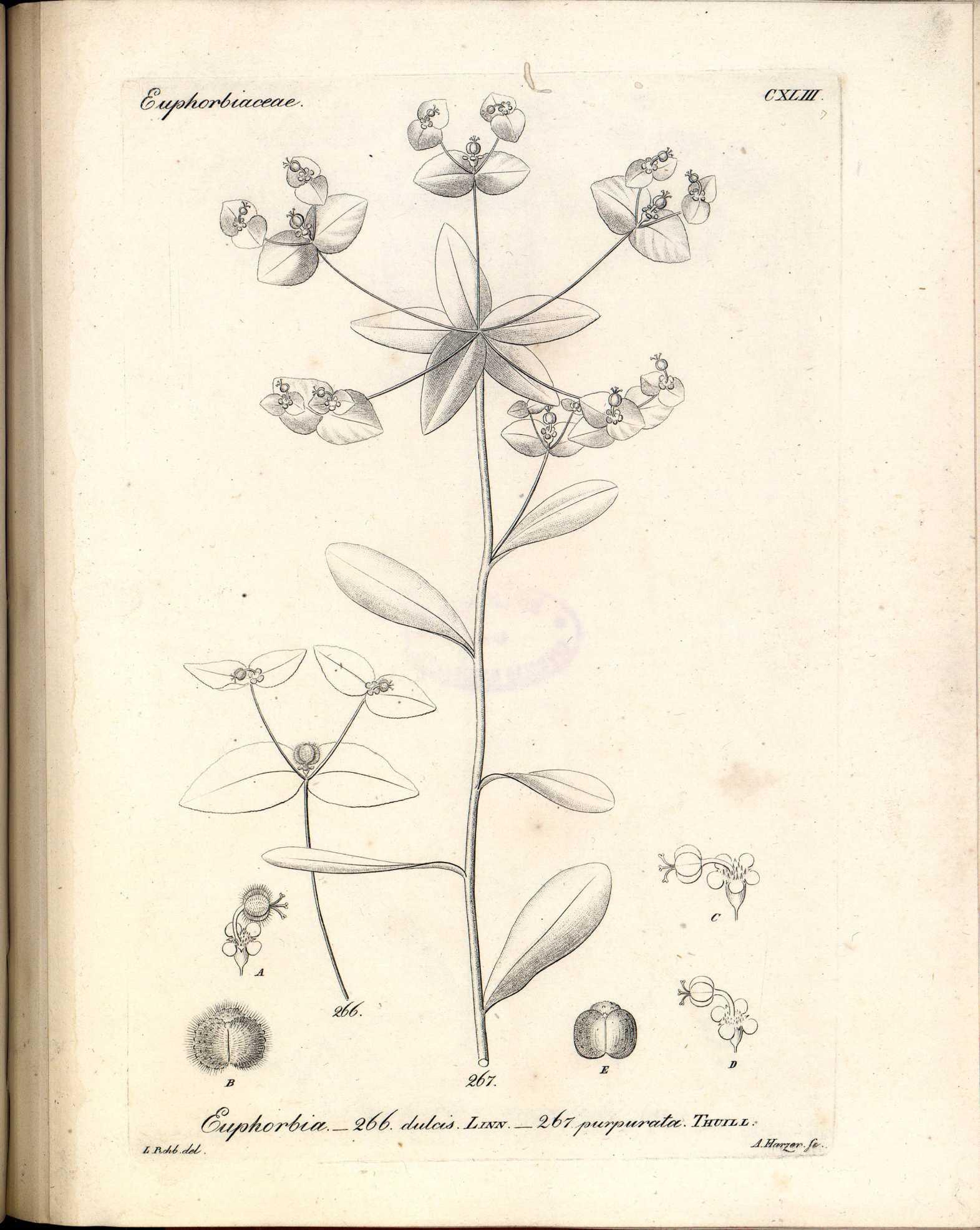 no full size  illustration available (3a)