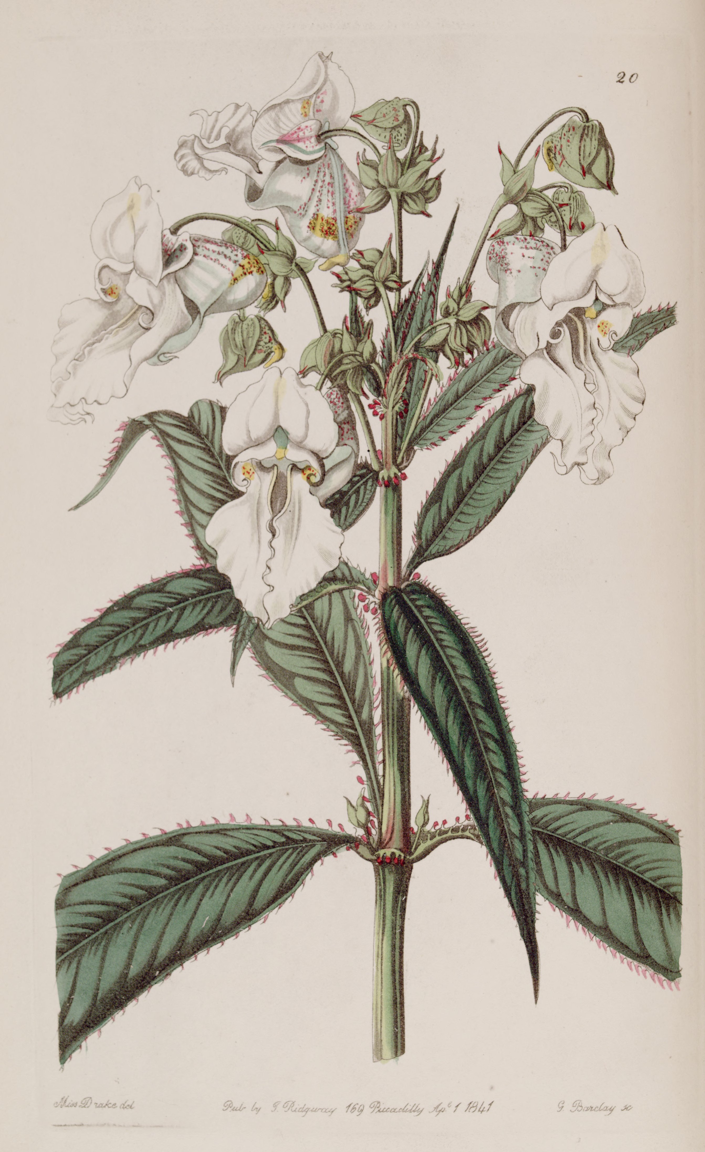 no full size  illustration available (3a)