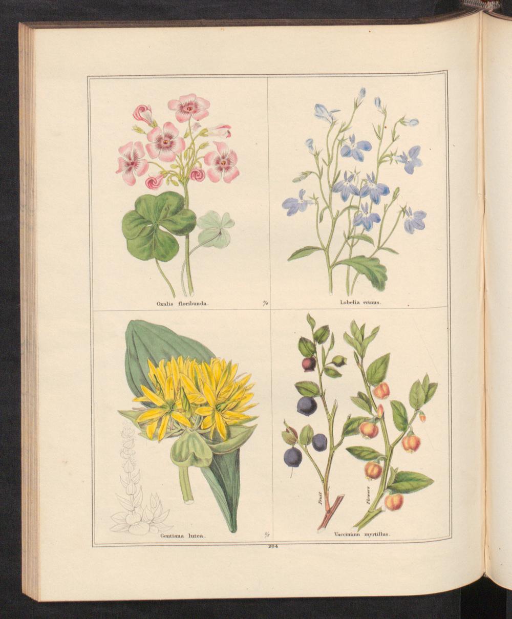 no full size  illustration available (3a)