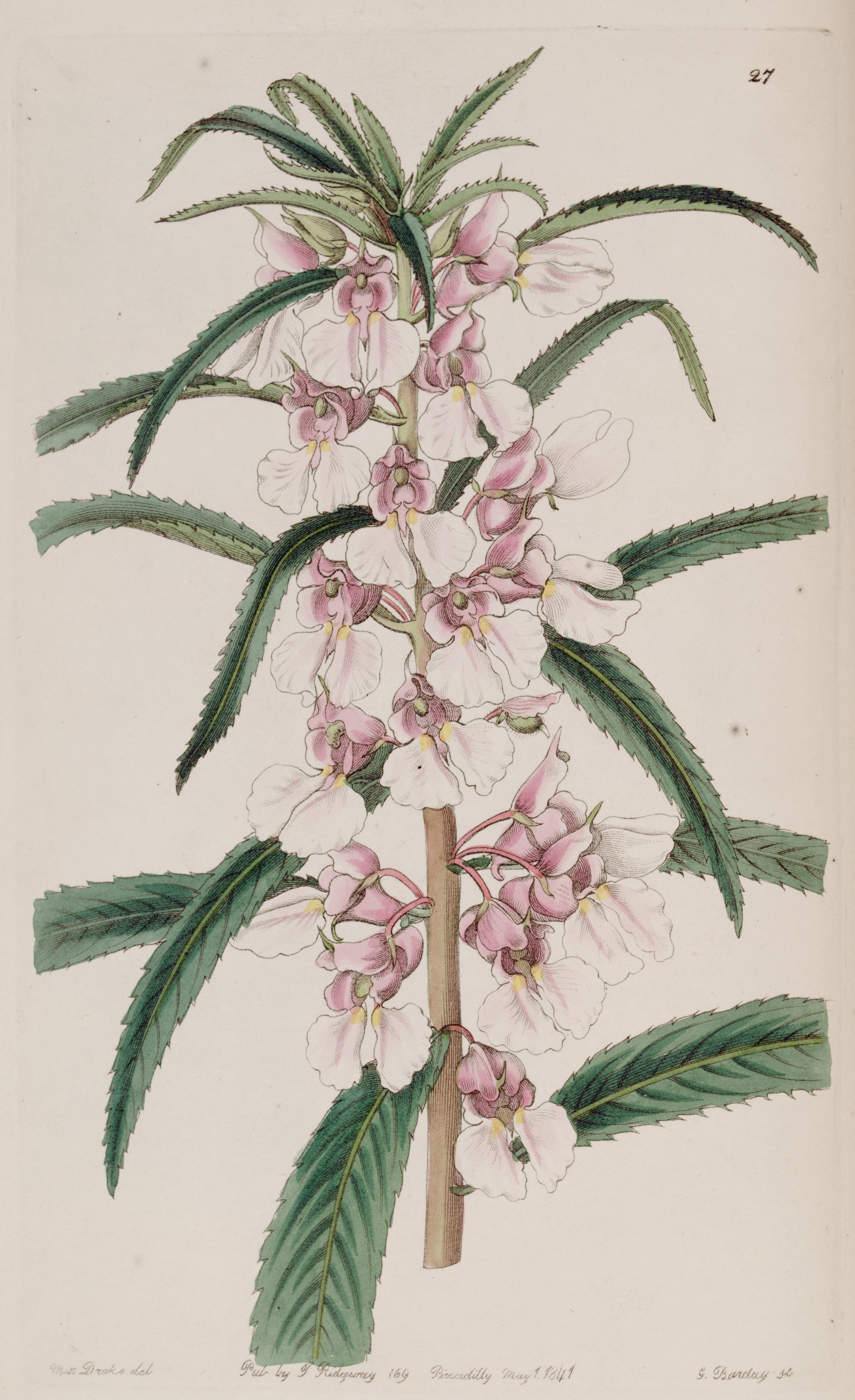 no full size  illustration available (3a)