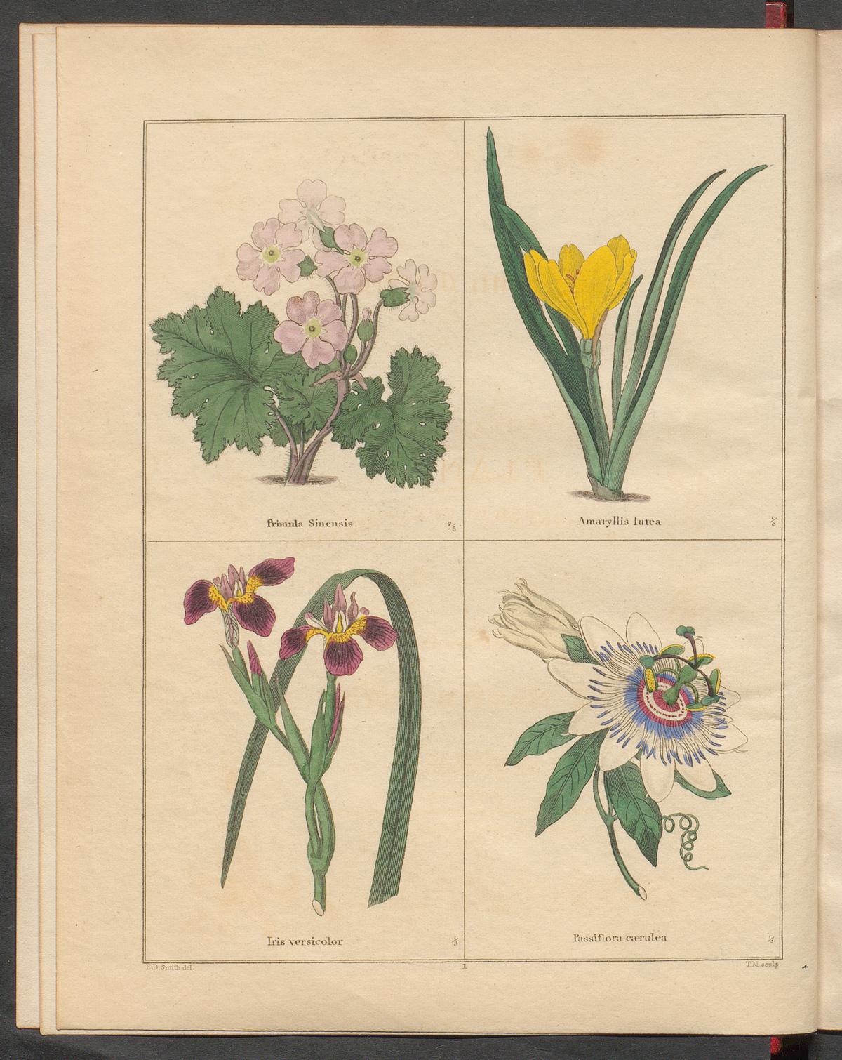 no full size  illustration available (3a)