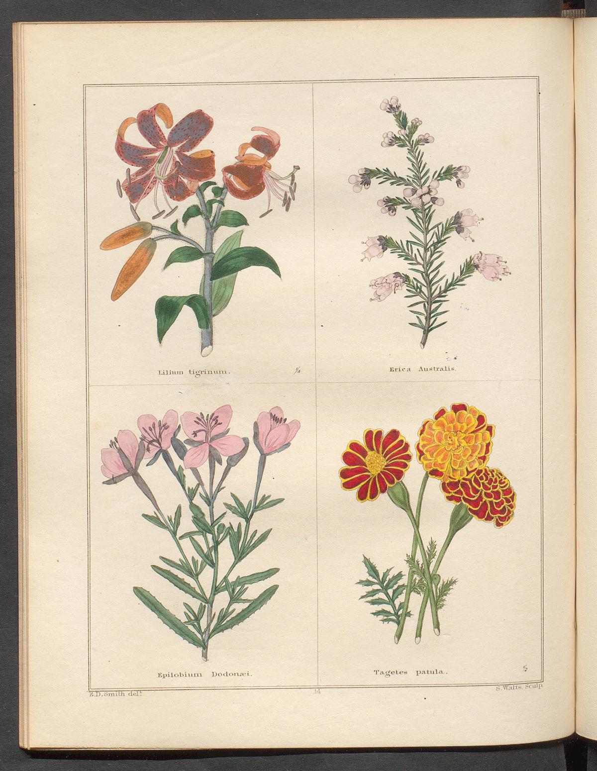 no full size  illustration available (3a)