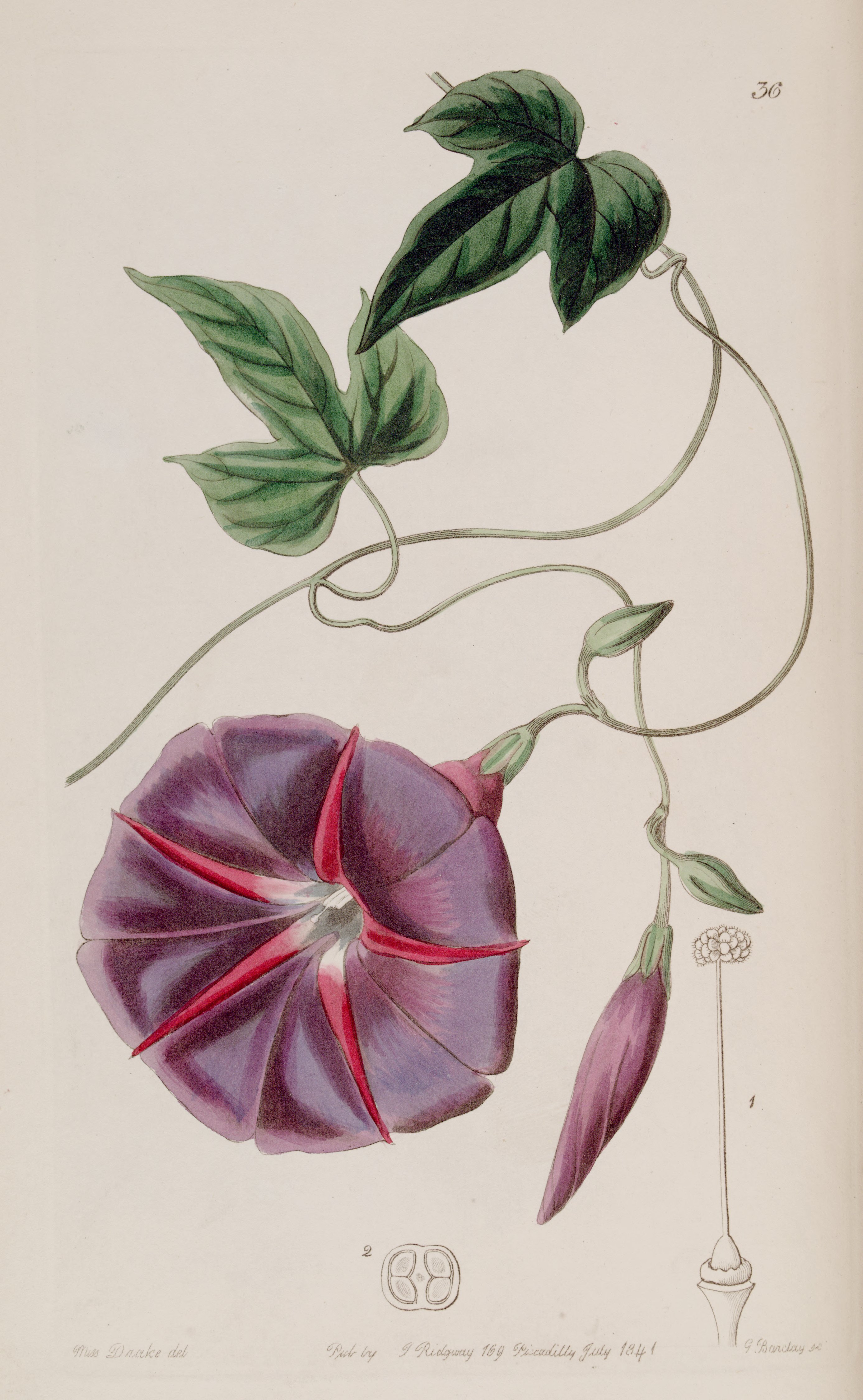 no full size  illustration available (3a)