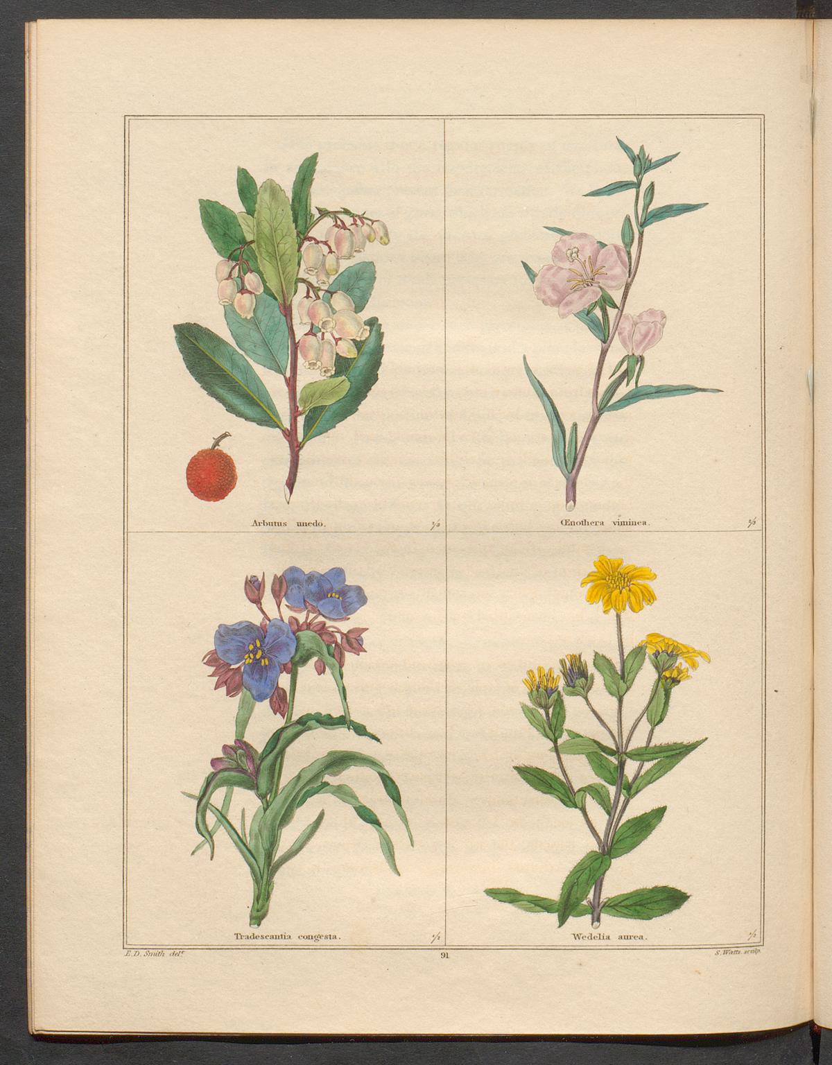 no full size  illustration available (3a)