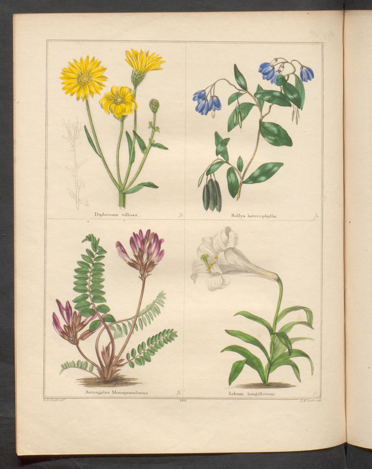 no full size  illustration available (3a)