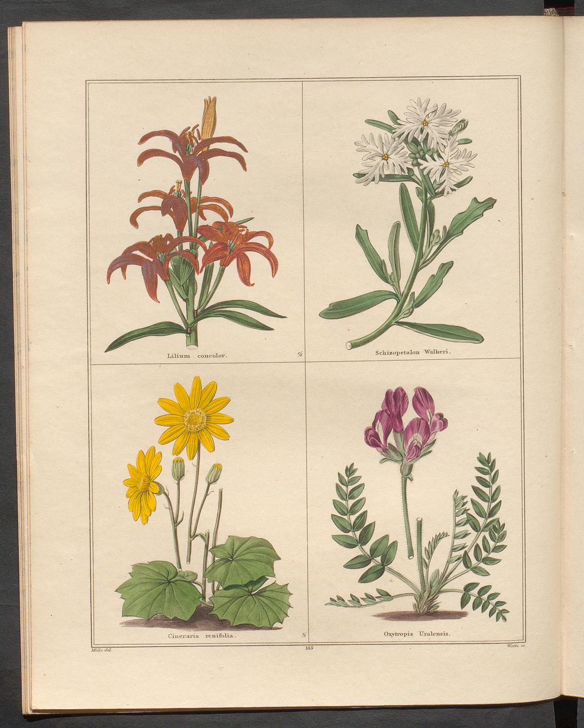 no full size  illustration available (3a)