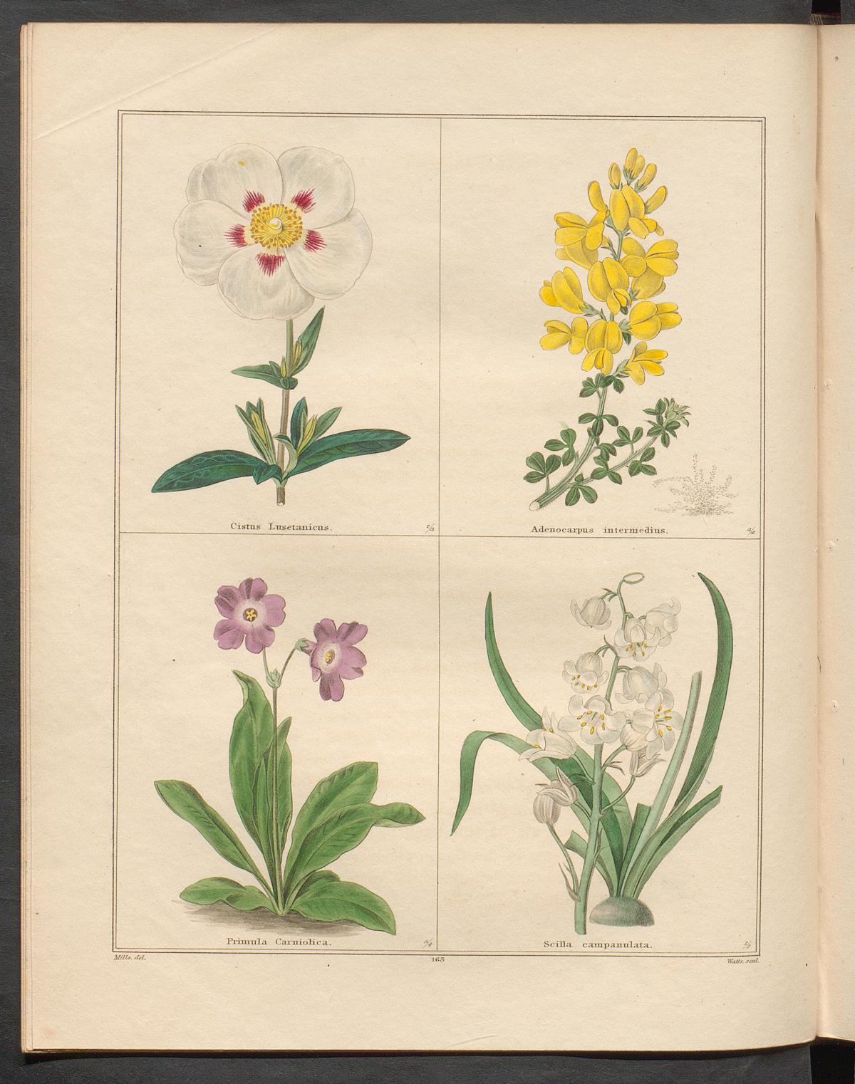 no full size  illustration available (3a)