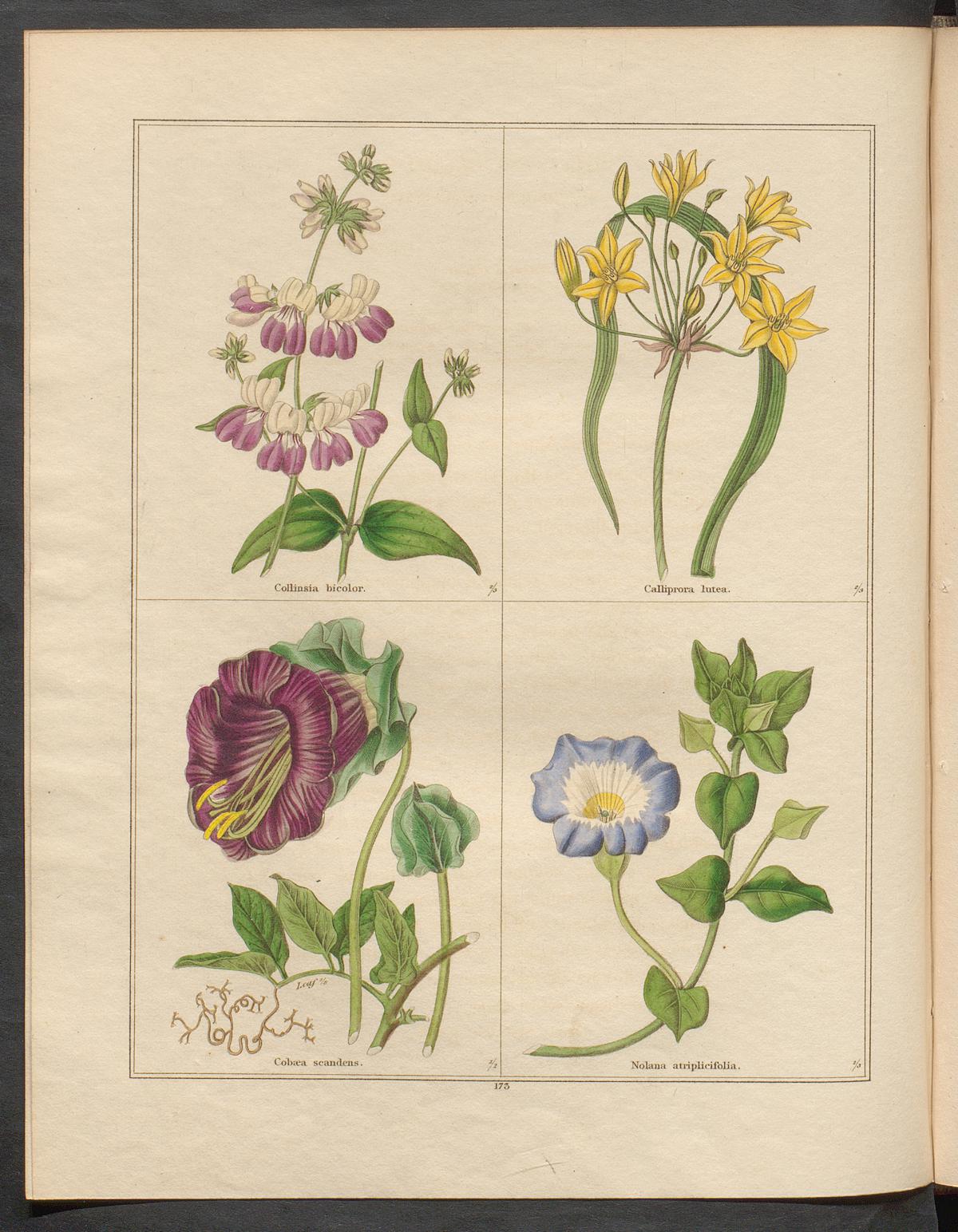 no full size  illustration available (3a)