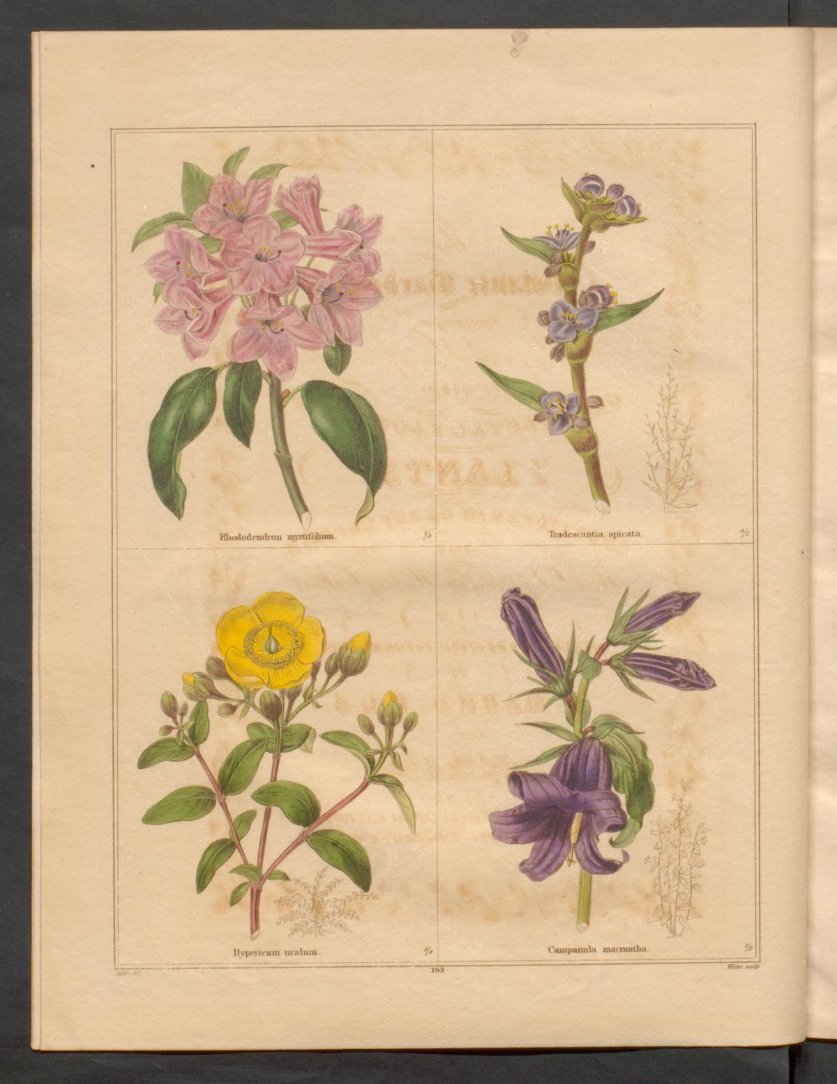 no full size  illustration available (3a)