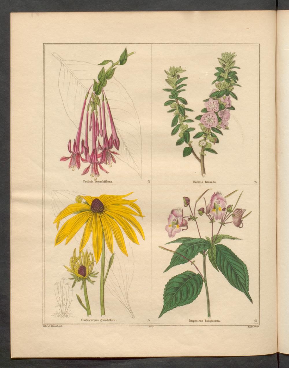 no full size  illustration available (3a)