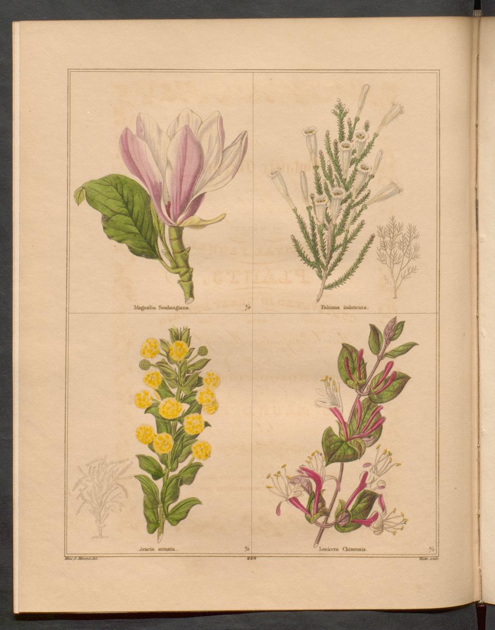 no full size  illustration available (3a)