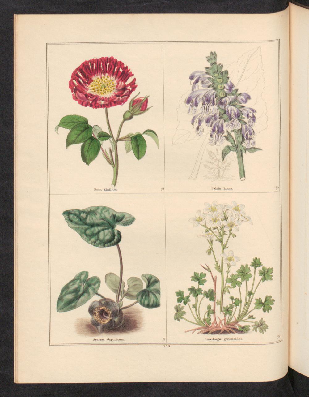 no full size  illustration available (3a)