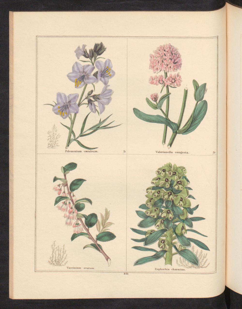 no full size  illustration available (3a)