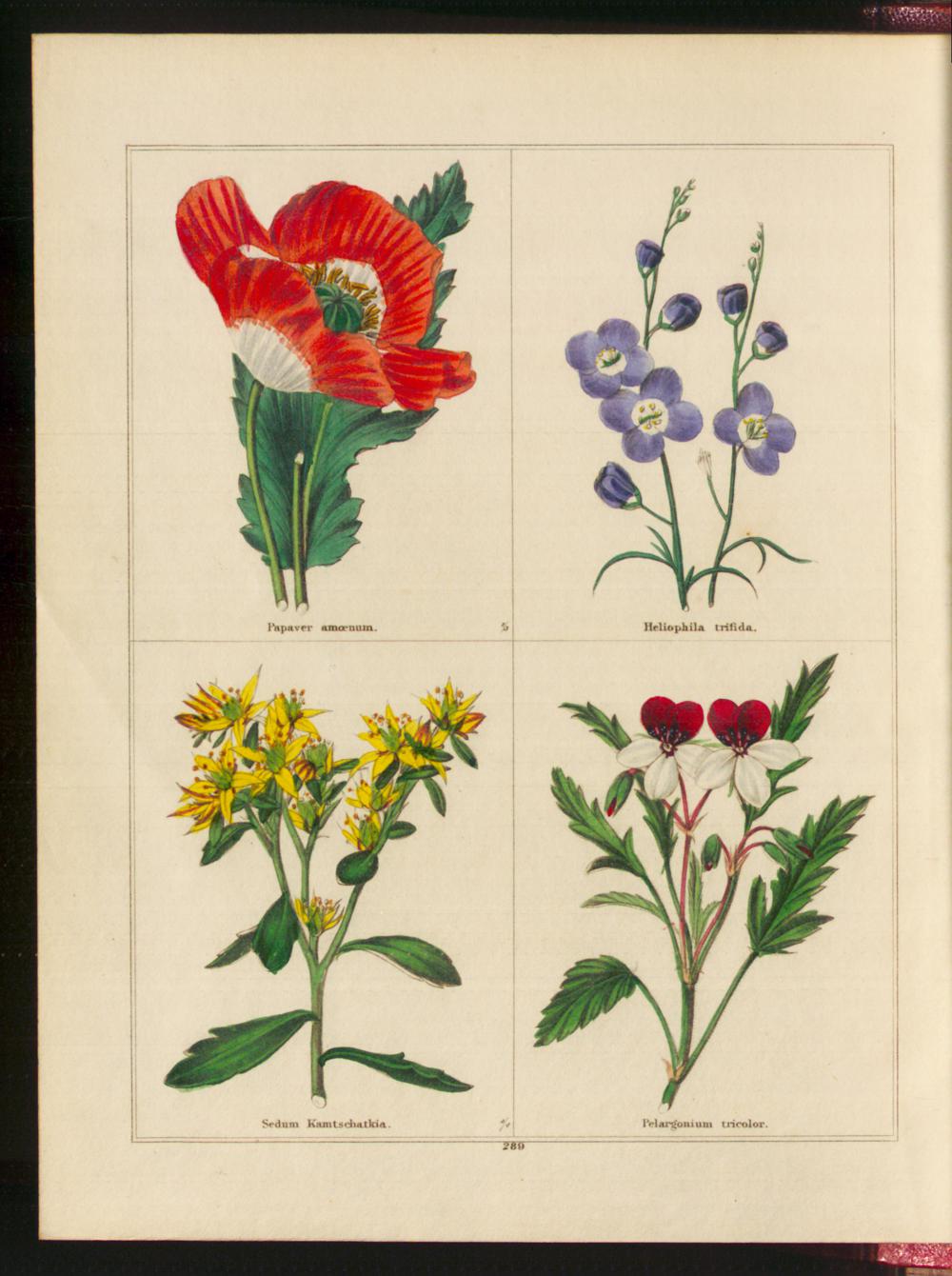 no full size  illustration available (3a)