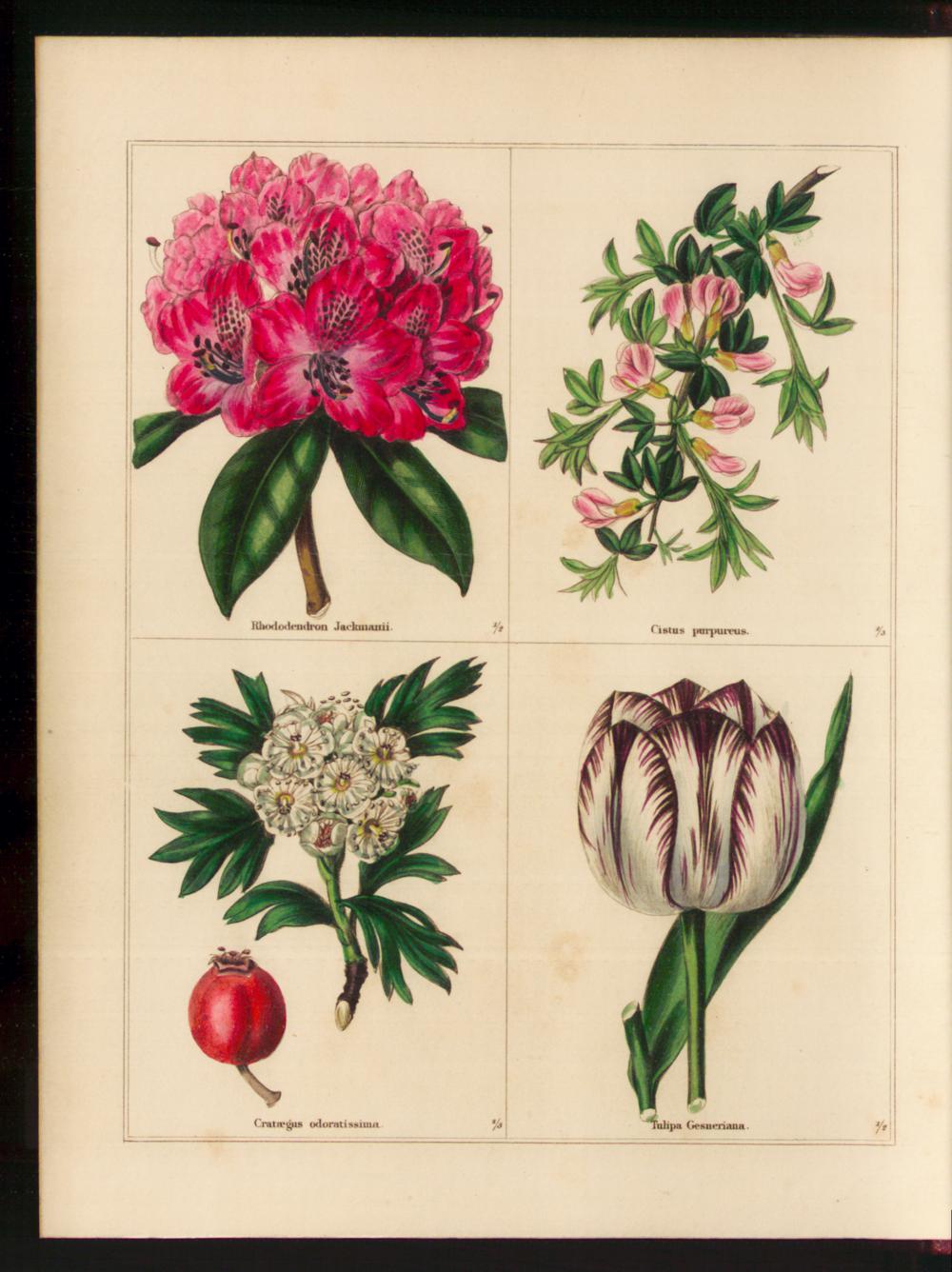 no full size  illustration available (3a)