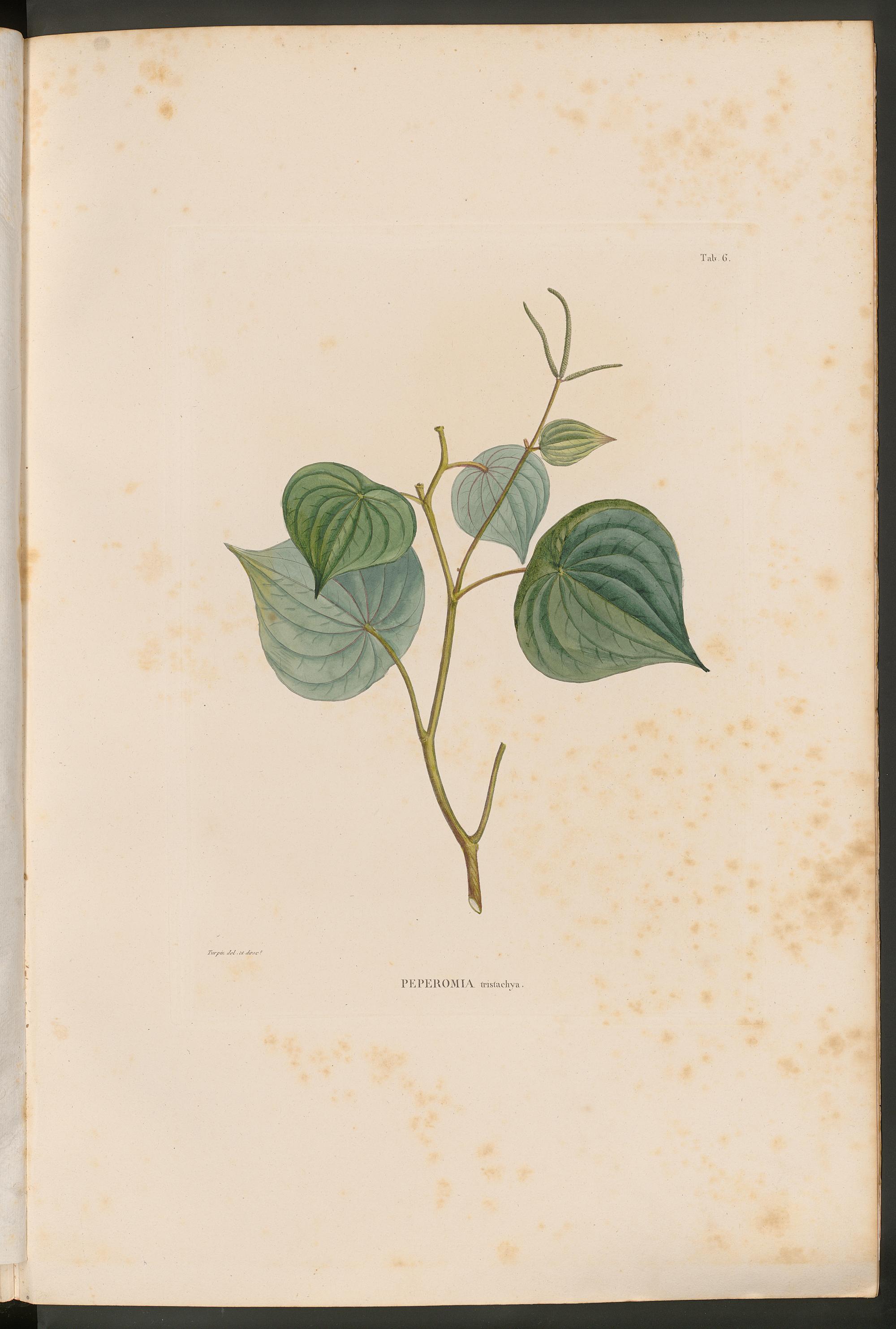 no full size  illustration available (3a)