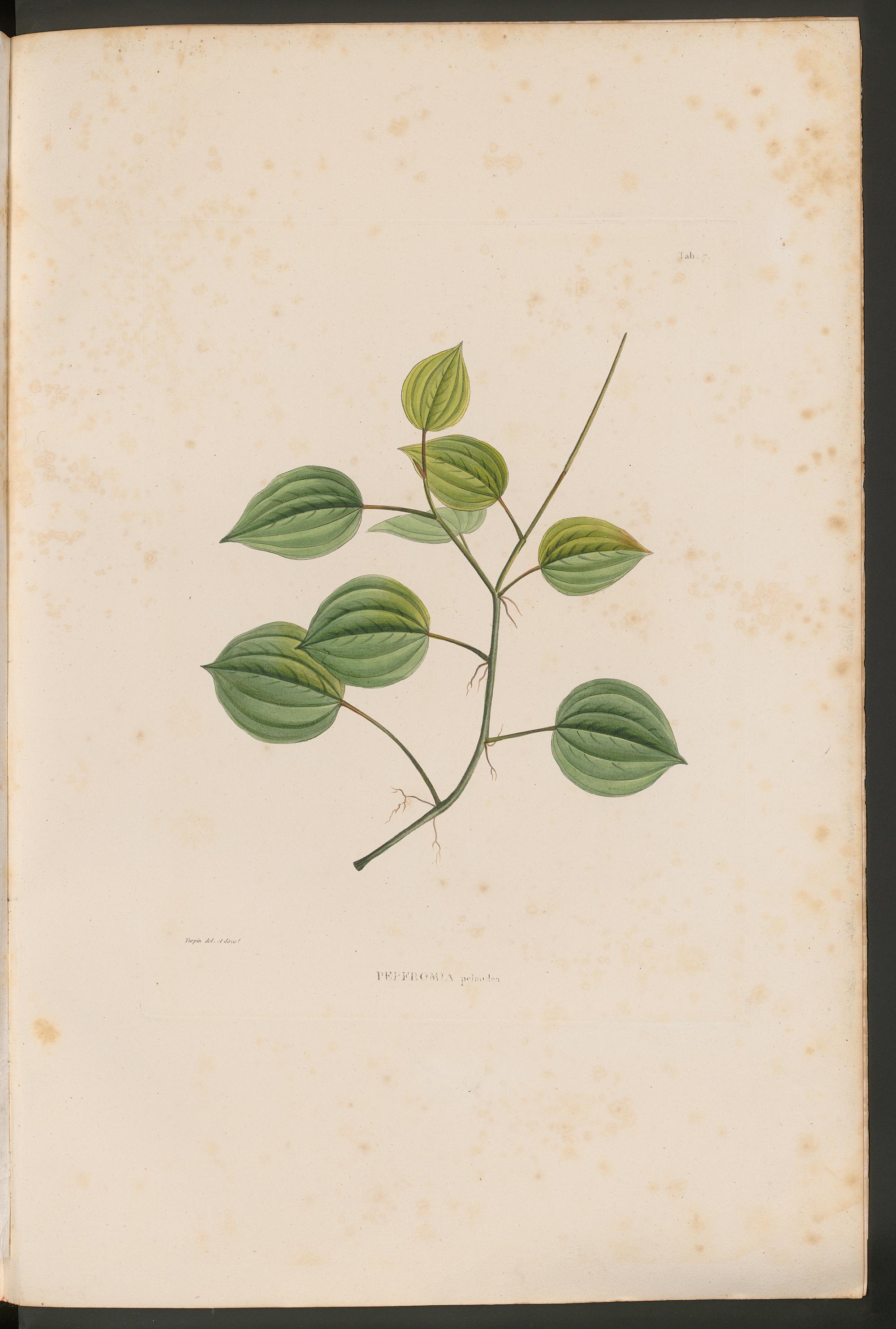 no full size  illustration available (3a)