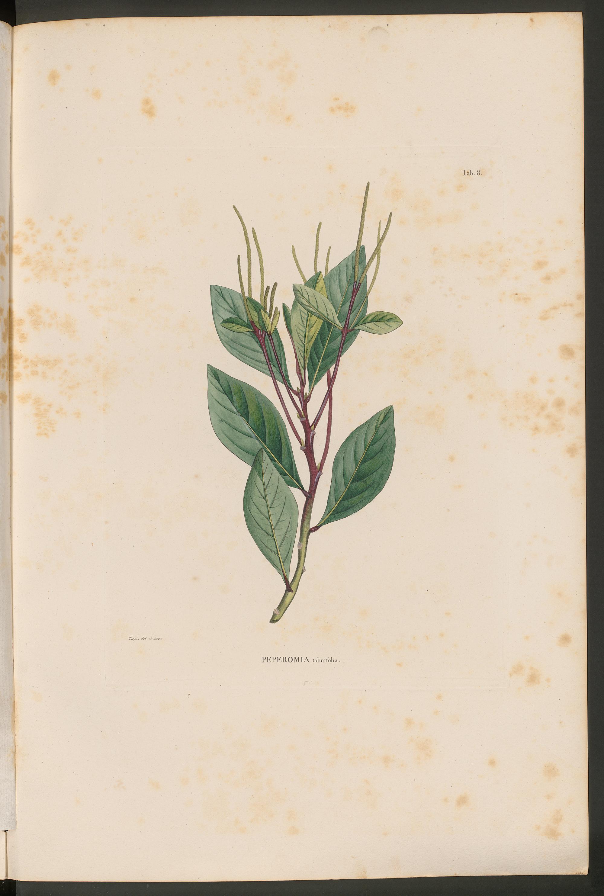 no full size  illustration available (3a)