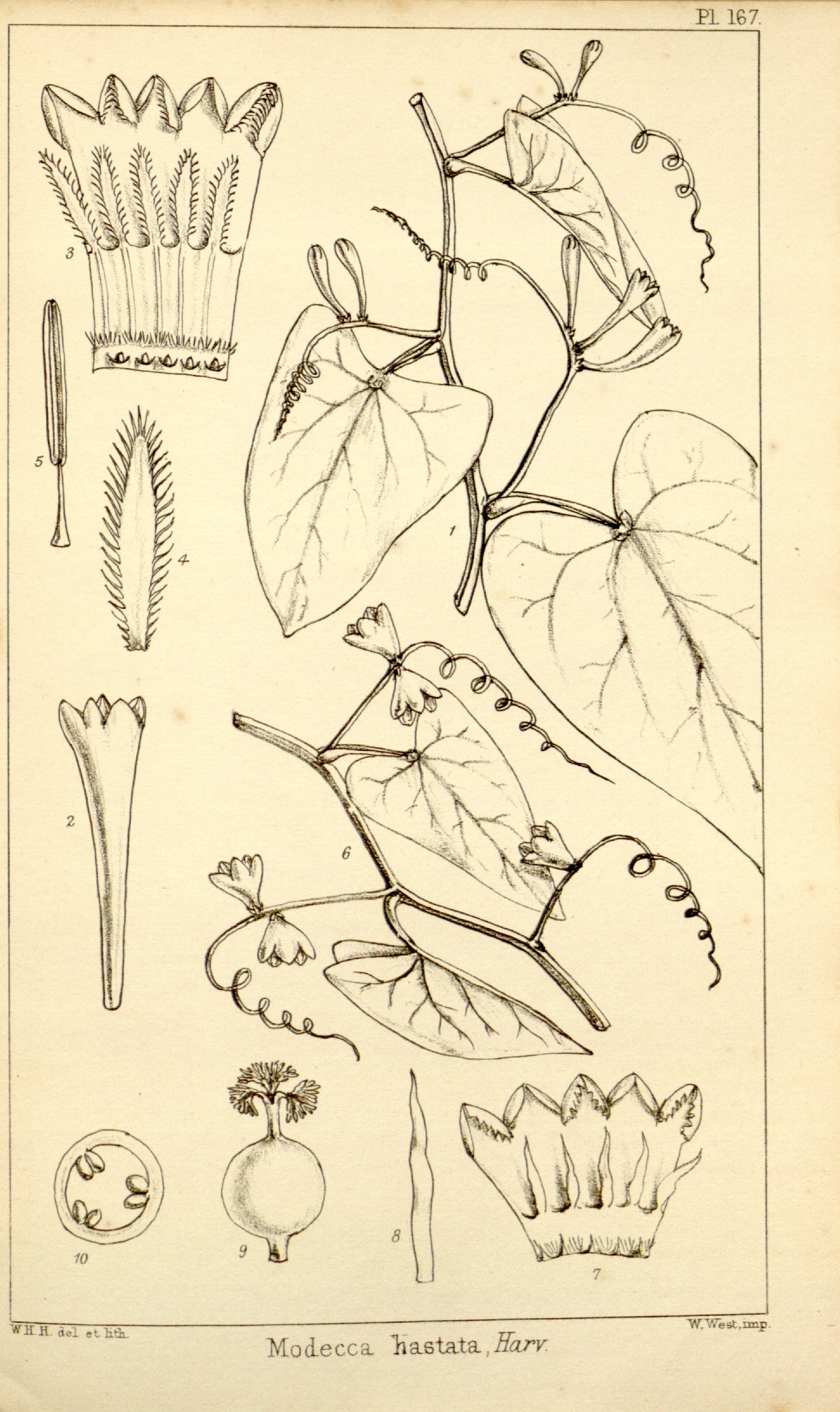 no full size  illustration available (3a)