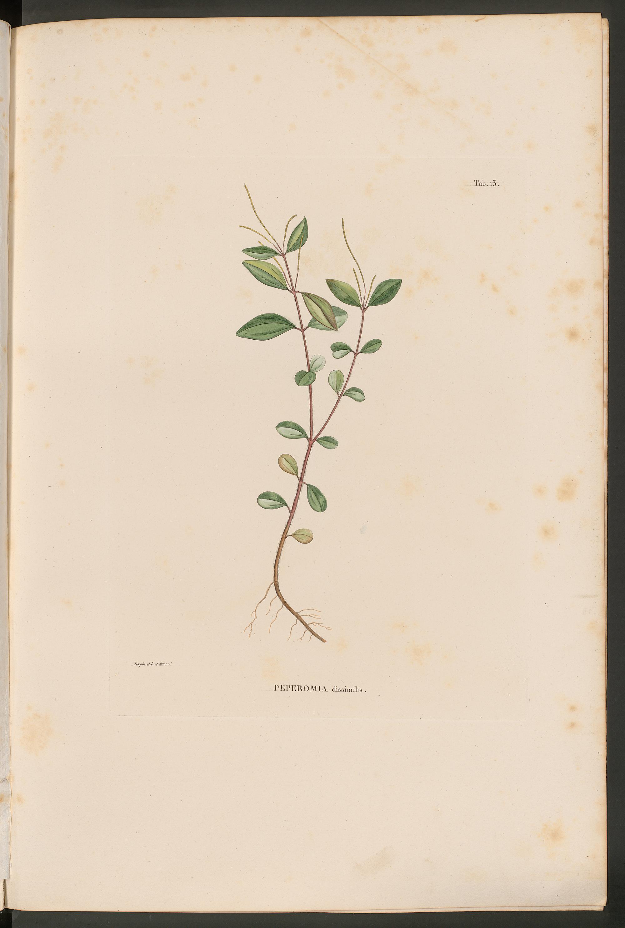 no full size  illustration available (3a)