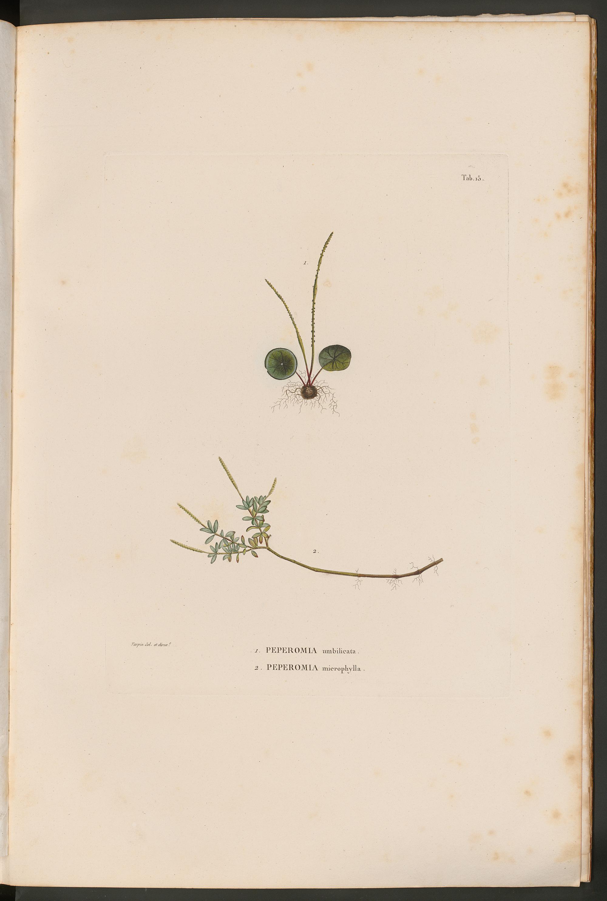 no full size  illustration available (3a)