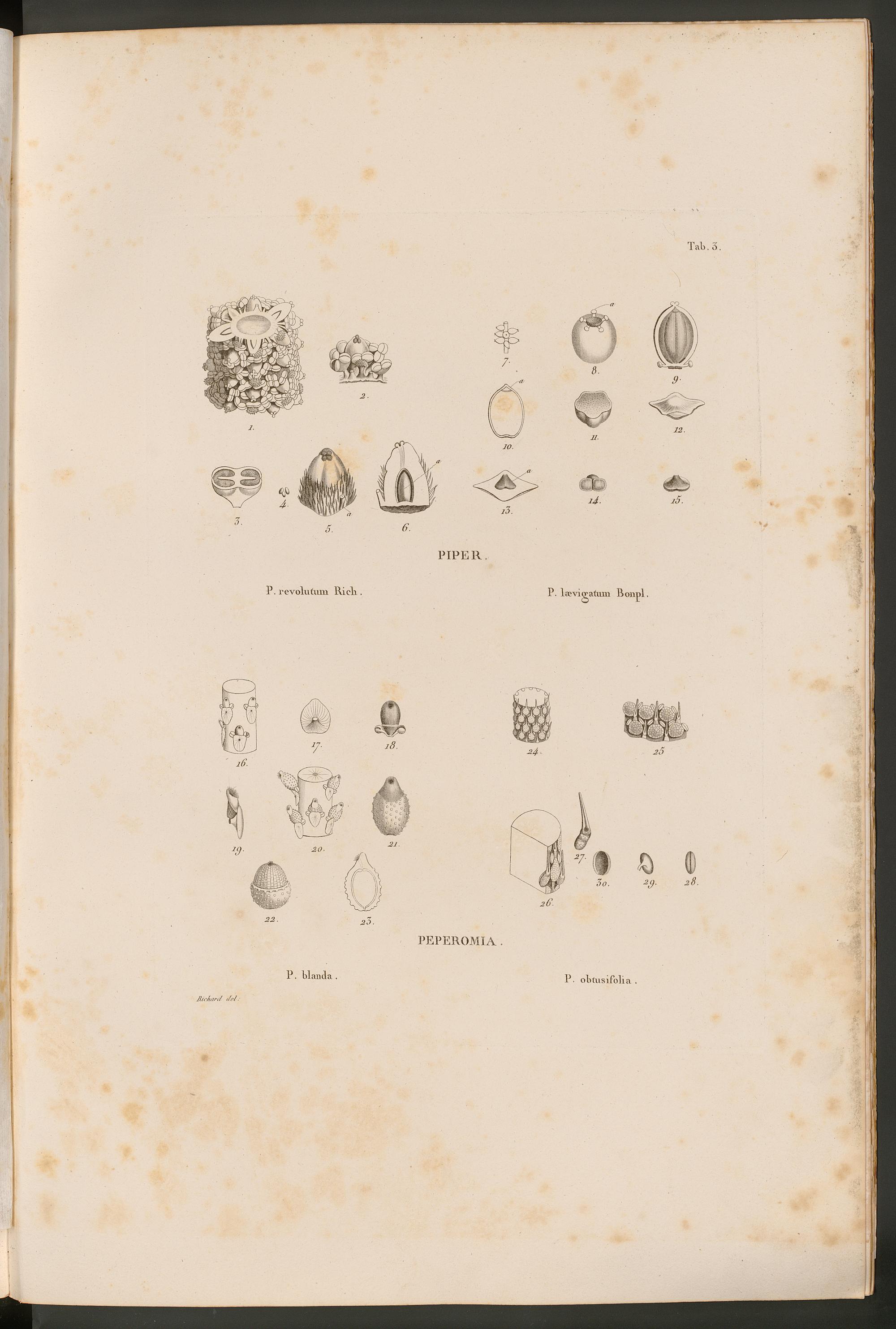 no full size  illustration available (3a)