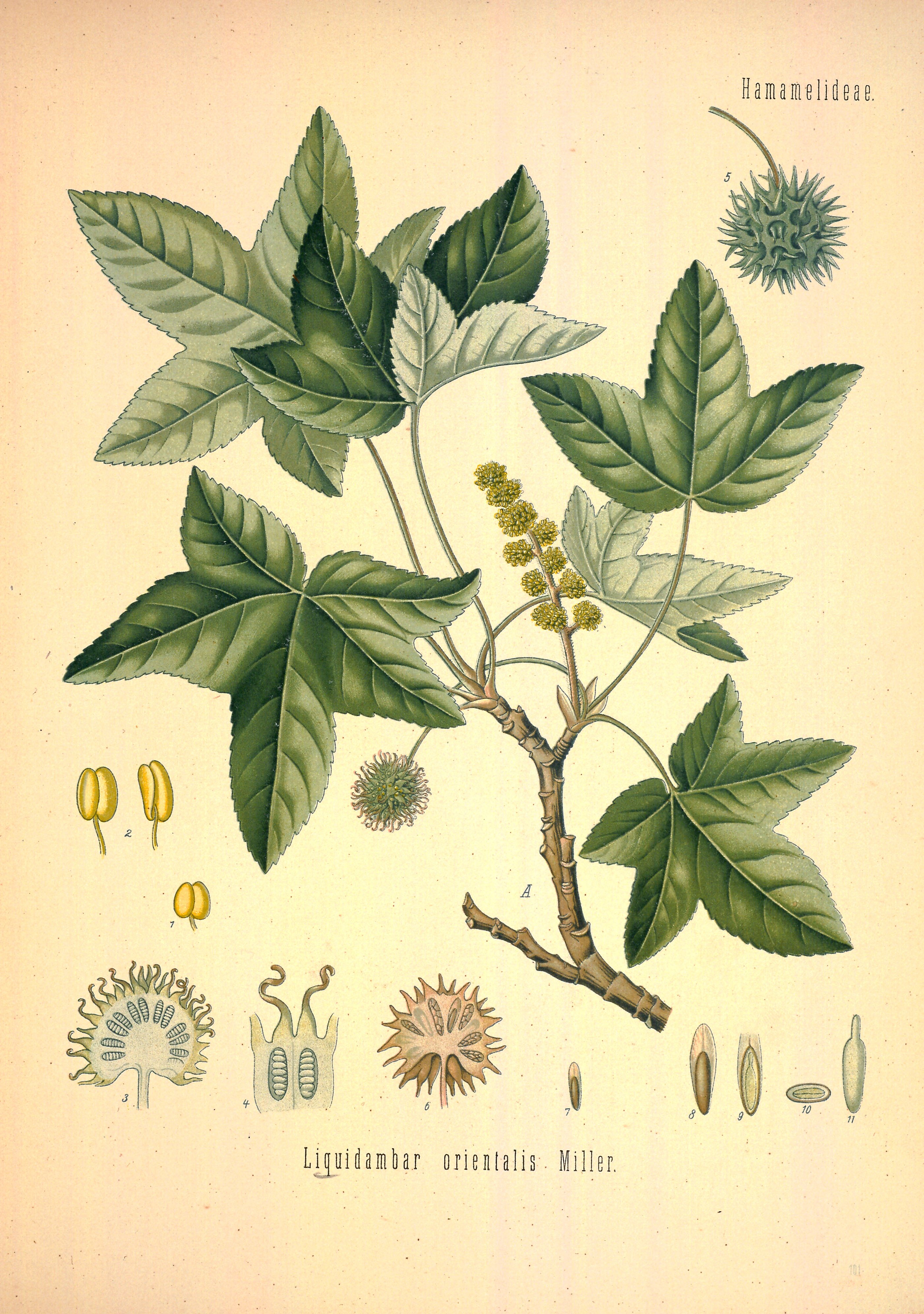 no full size  illustration available (3a)