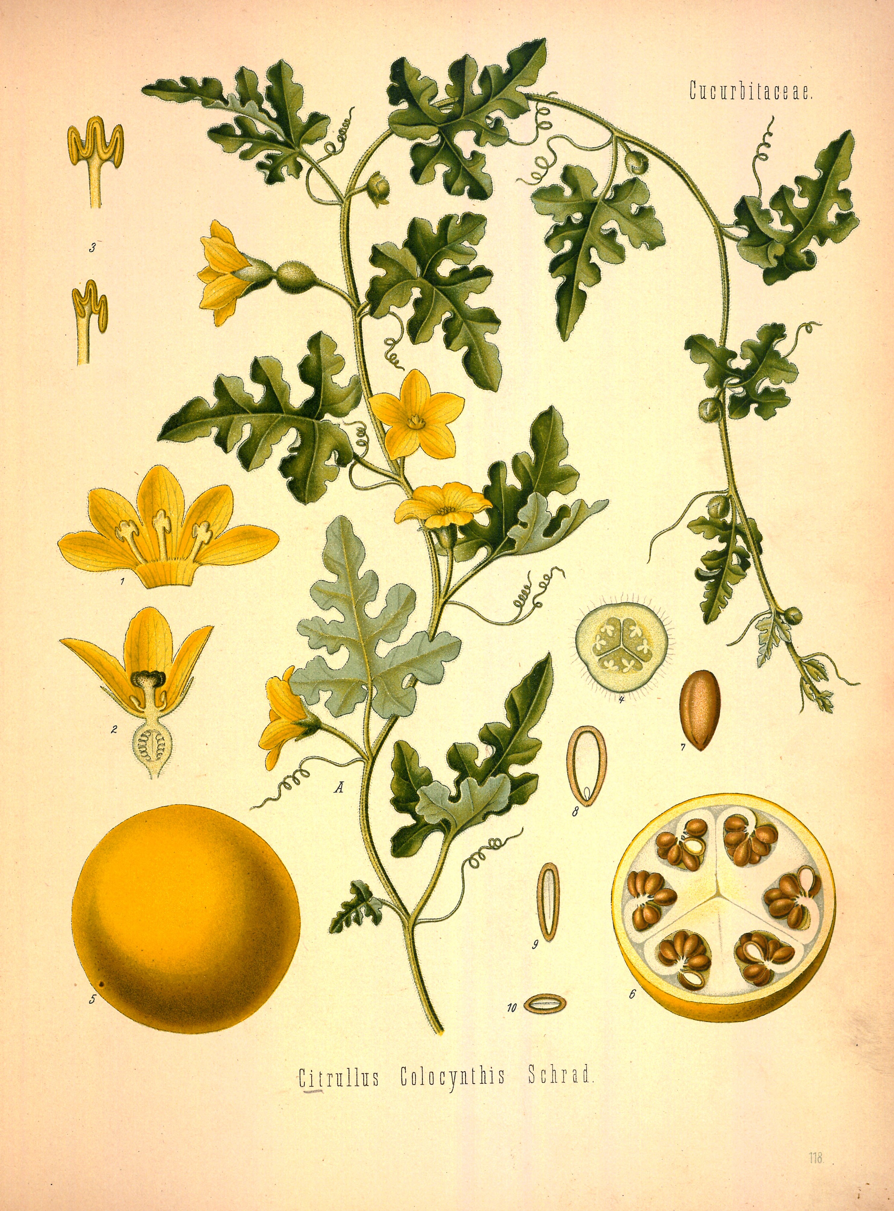 no full size  illustration available (3a)