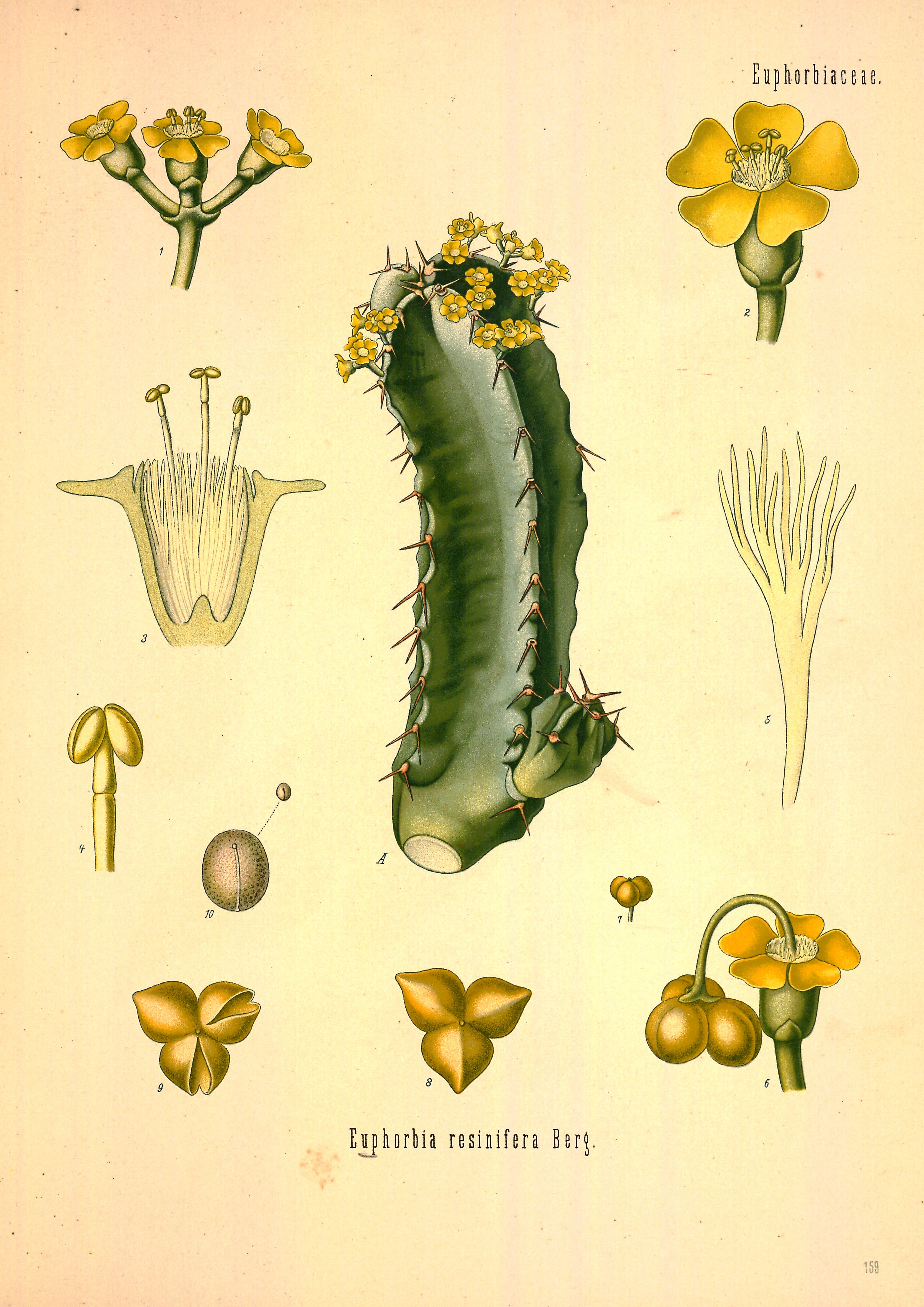 no full size  illustration available (3a)