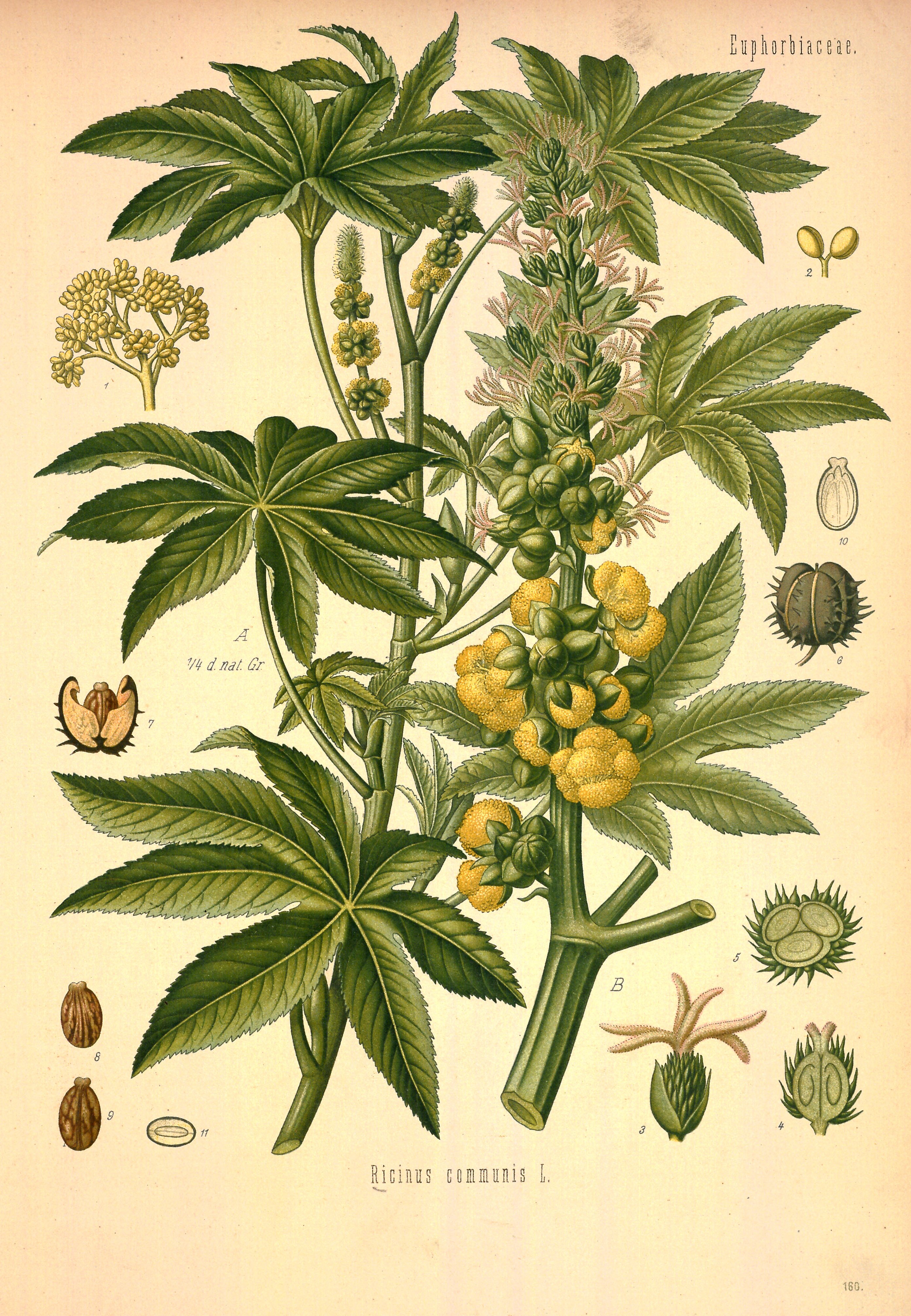 no full size  illustration available (3a)