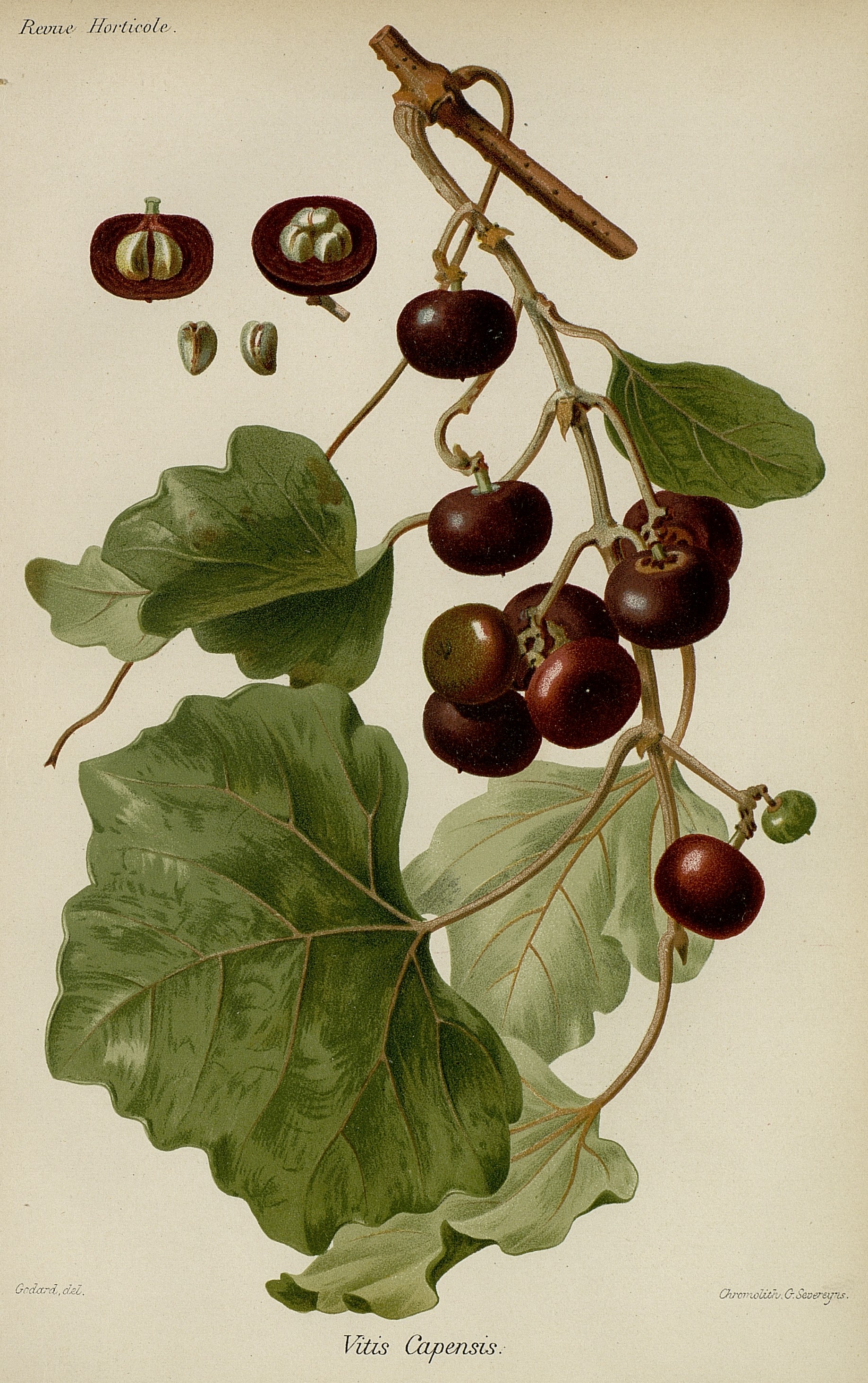 no full size  illustration available (3a)