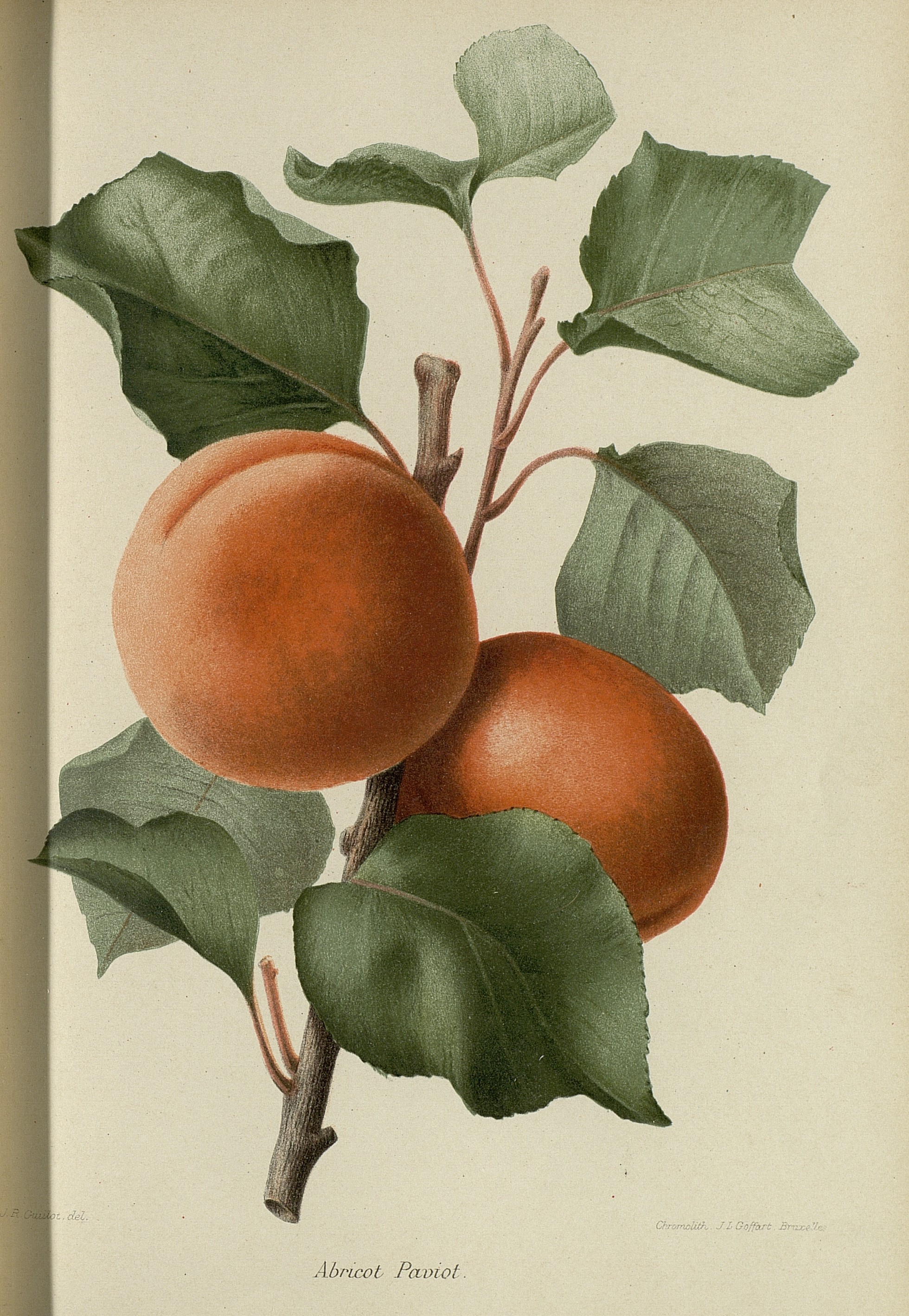 no full size  illustration available (3a)