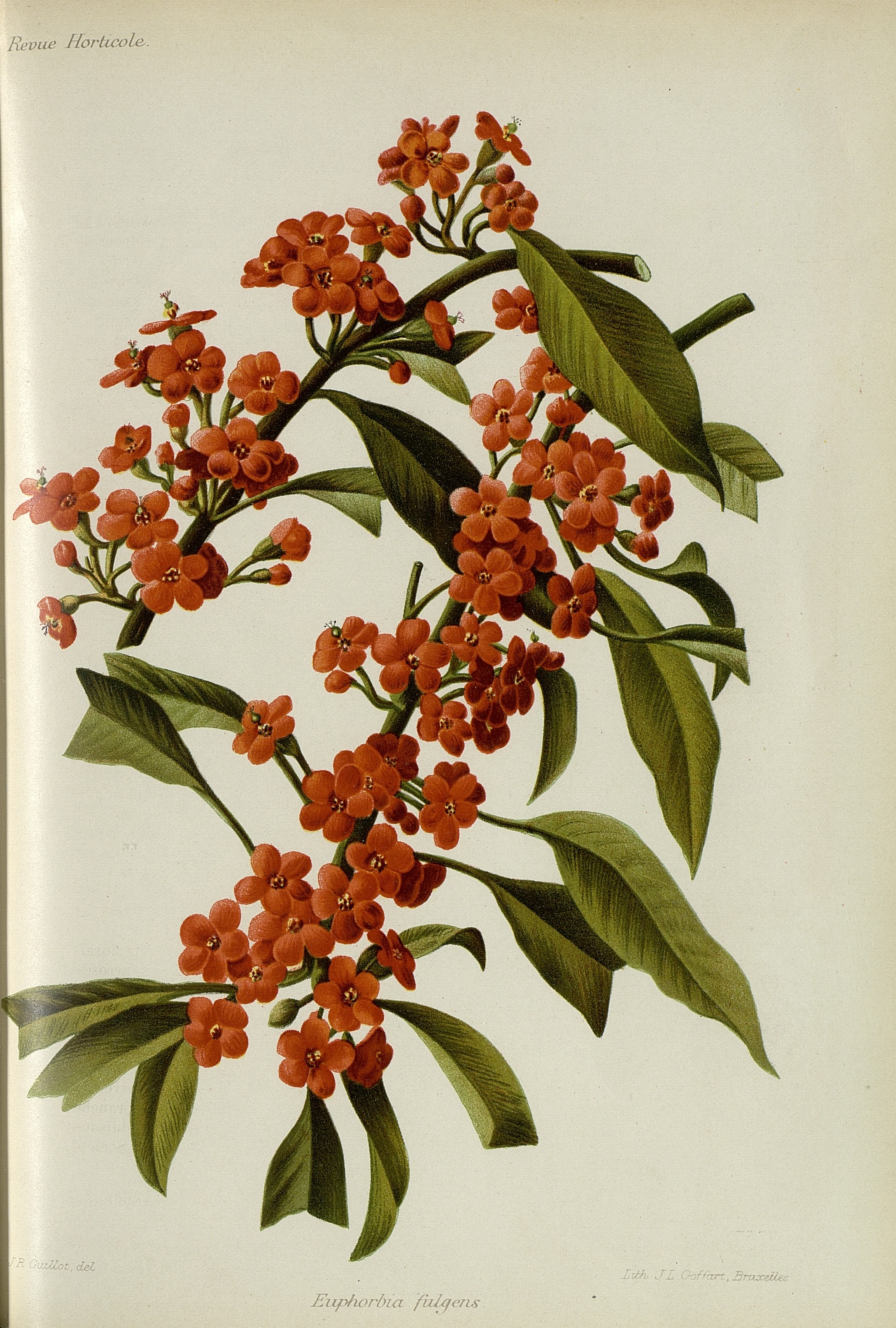 no full size  illustration available (3a)