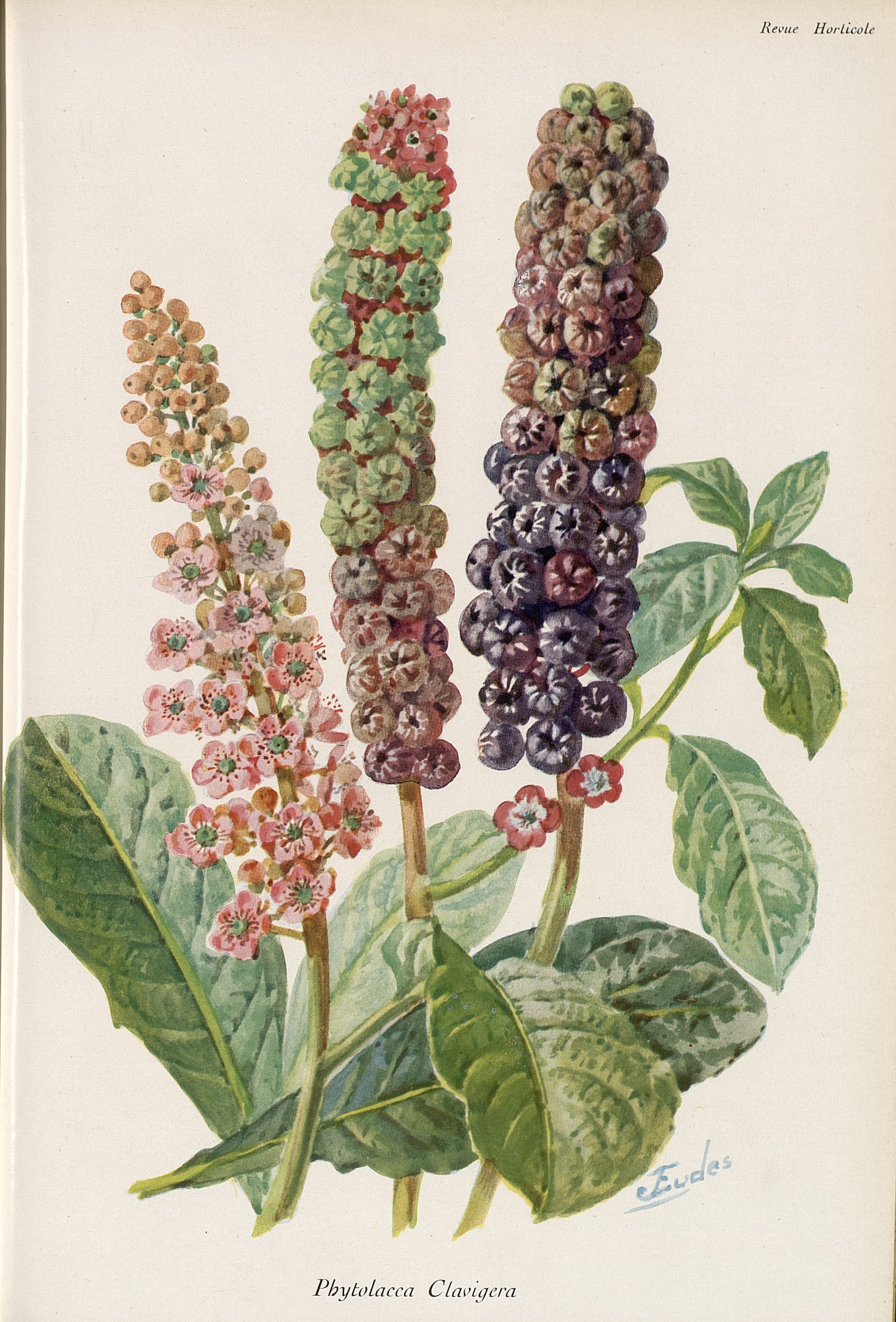 no full size  illustration available (3a)