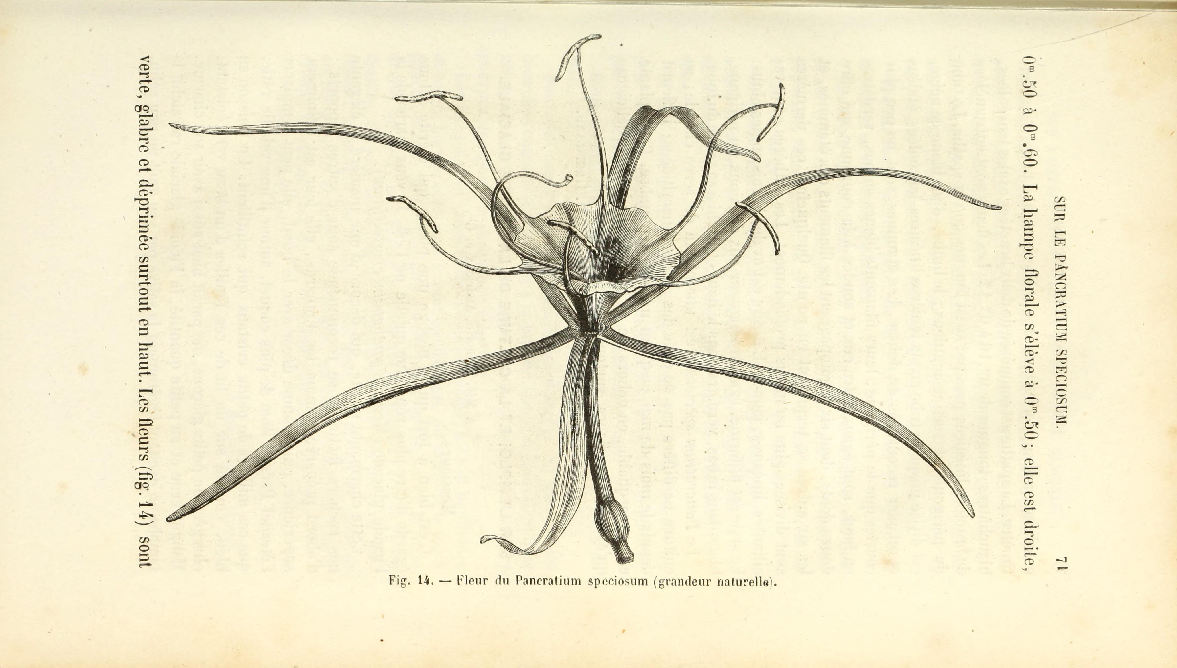 no full size  illustration available (3a)